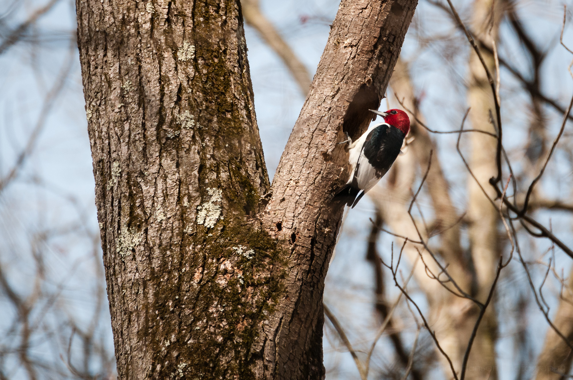 Red-headed Woodpecker perched in front of hole in tree