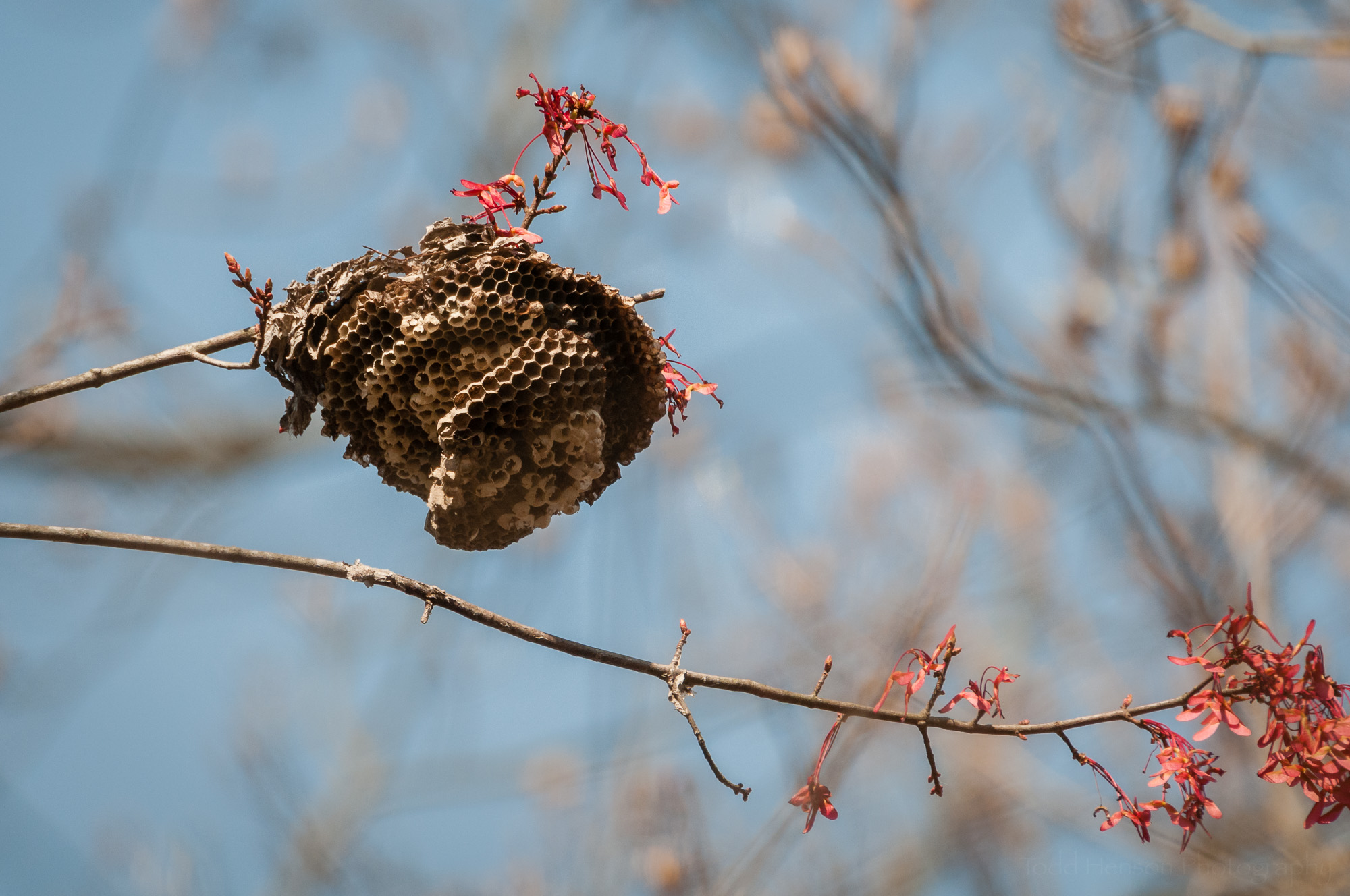 Old Insect Nest in Tree