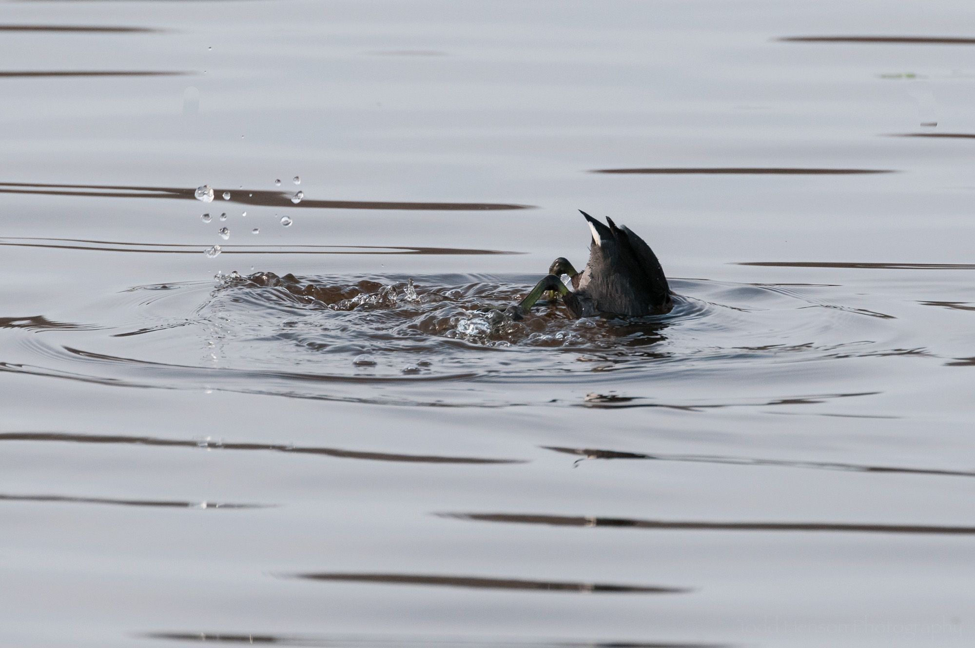 American Coot just diving beneath the surface