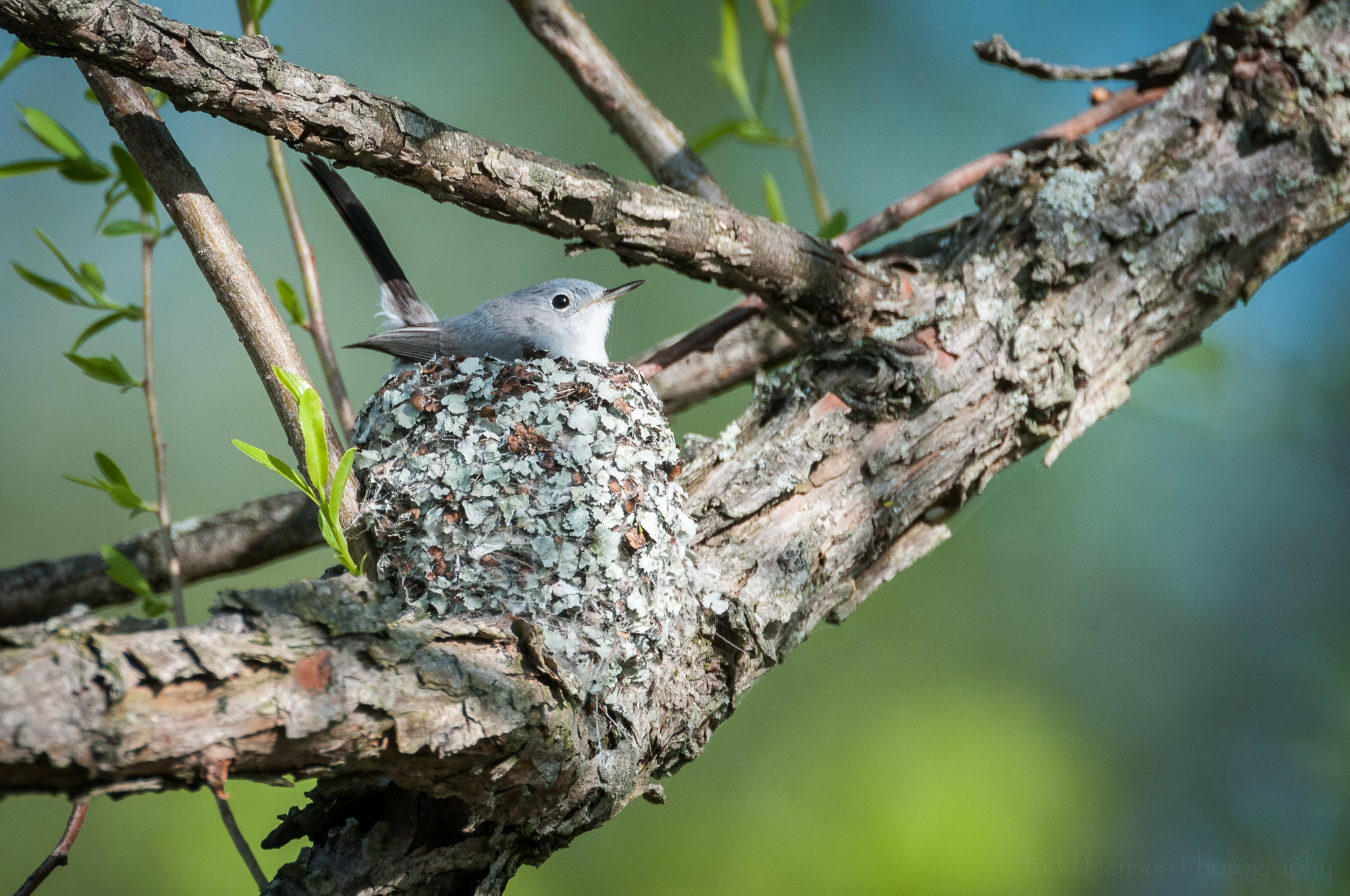Female Blue-Gray Gnatcatcher sitting in her nest, beautifully lit by early morning sunlight