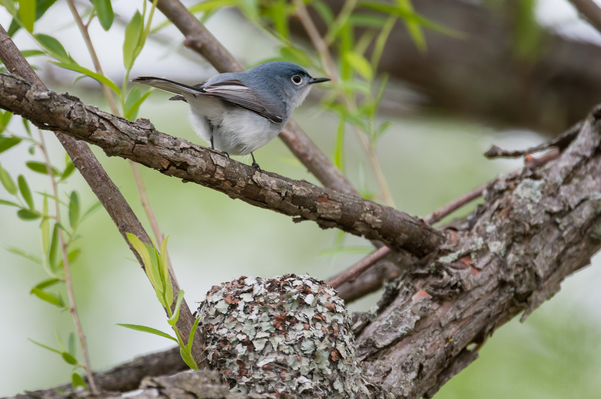 Male Blue-Gray Gnatcatcher sitting on a limb above the nest