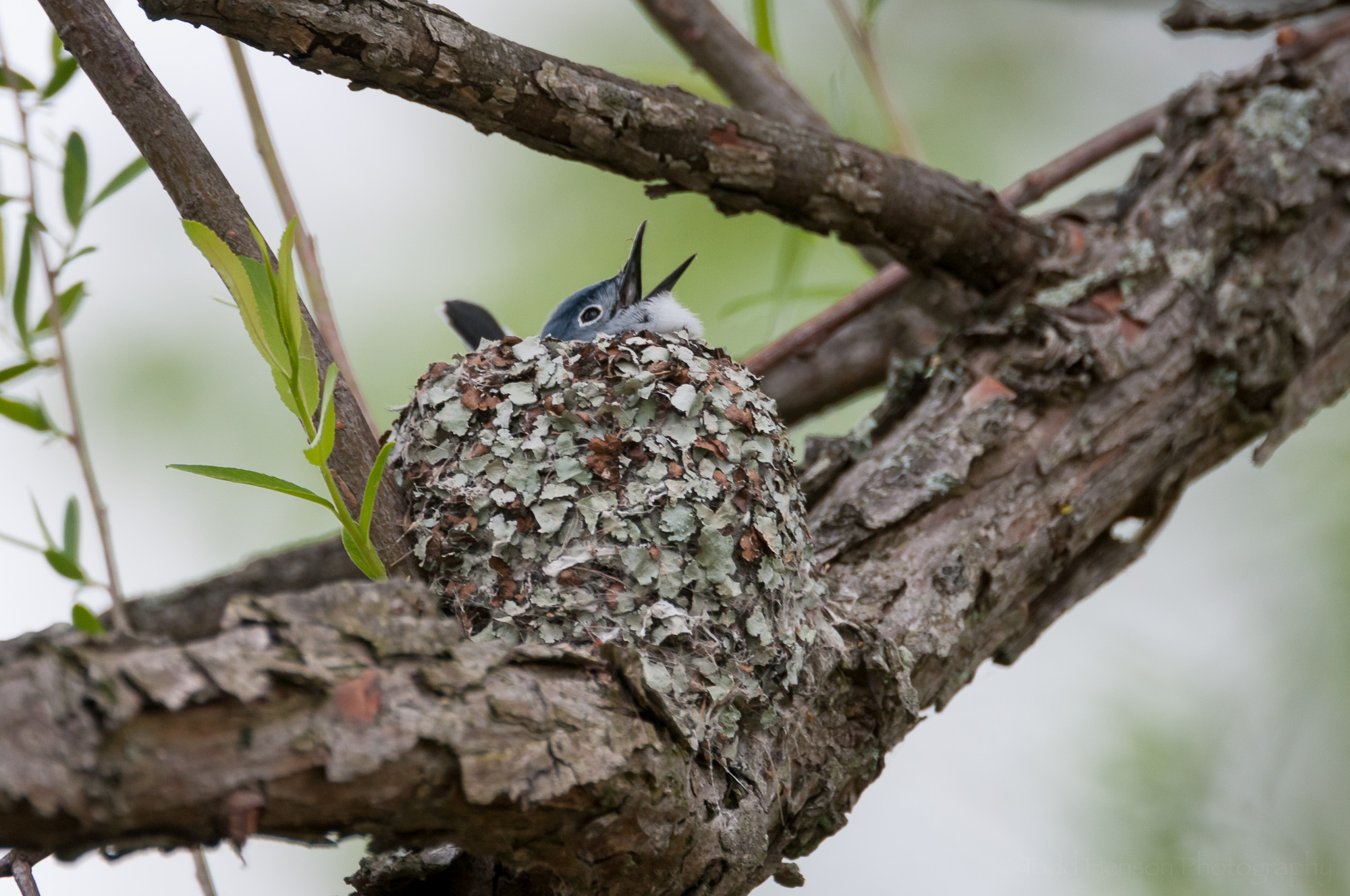 Male Blue-Gray Gnatcatcher singing while sitting in the nest. It is actually working on building the inside of the nest.
