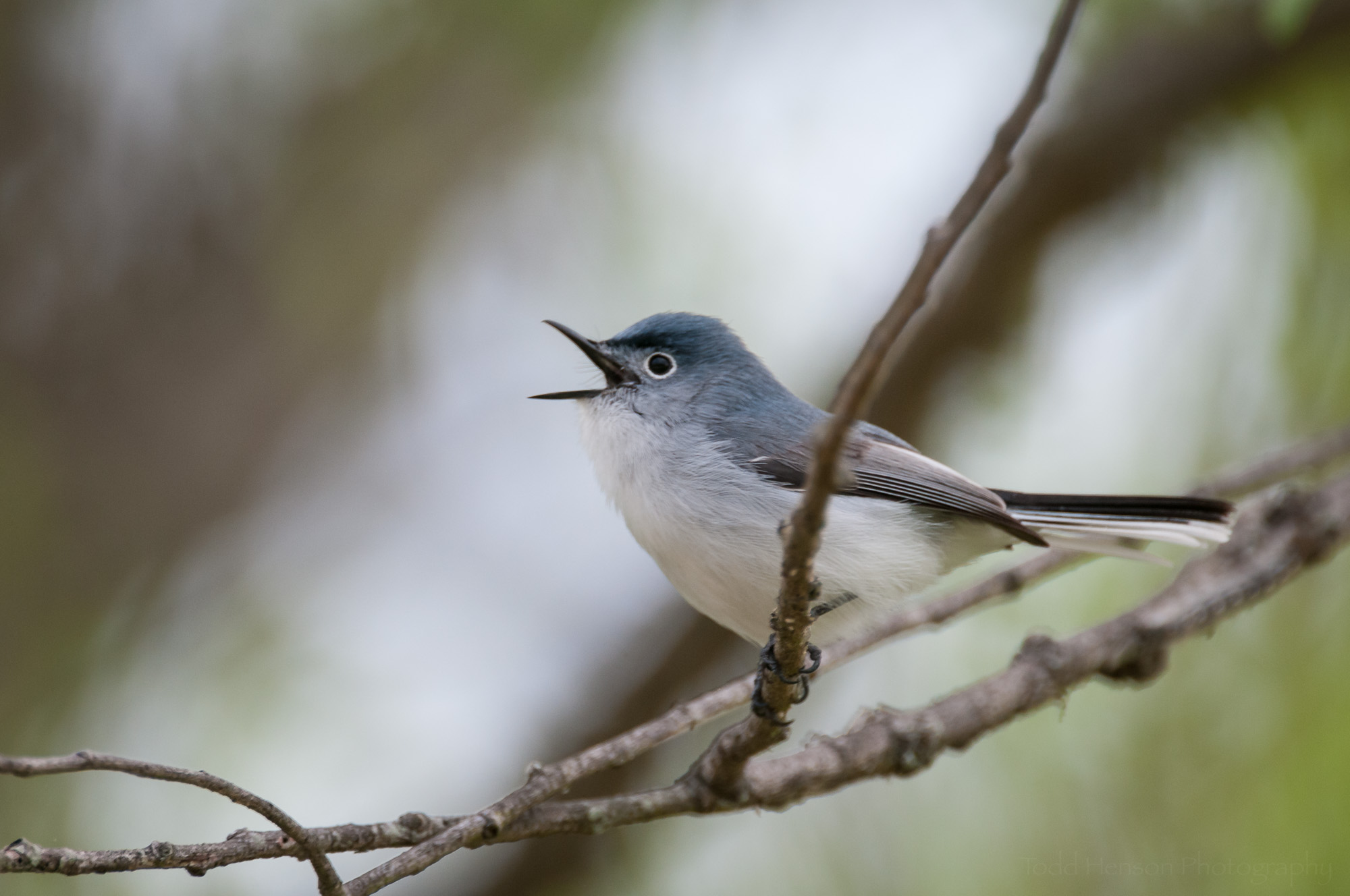 Male Blue-Gray Gnatcatcher singing