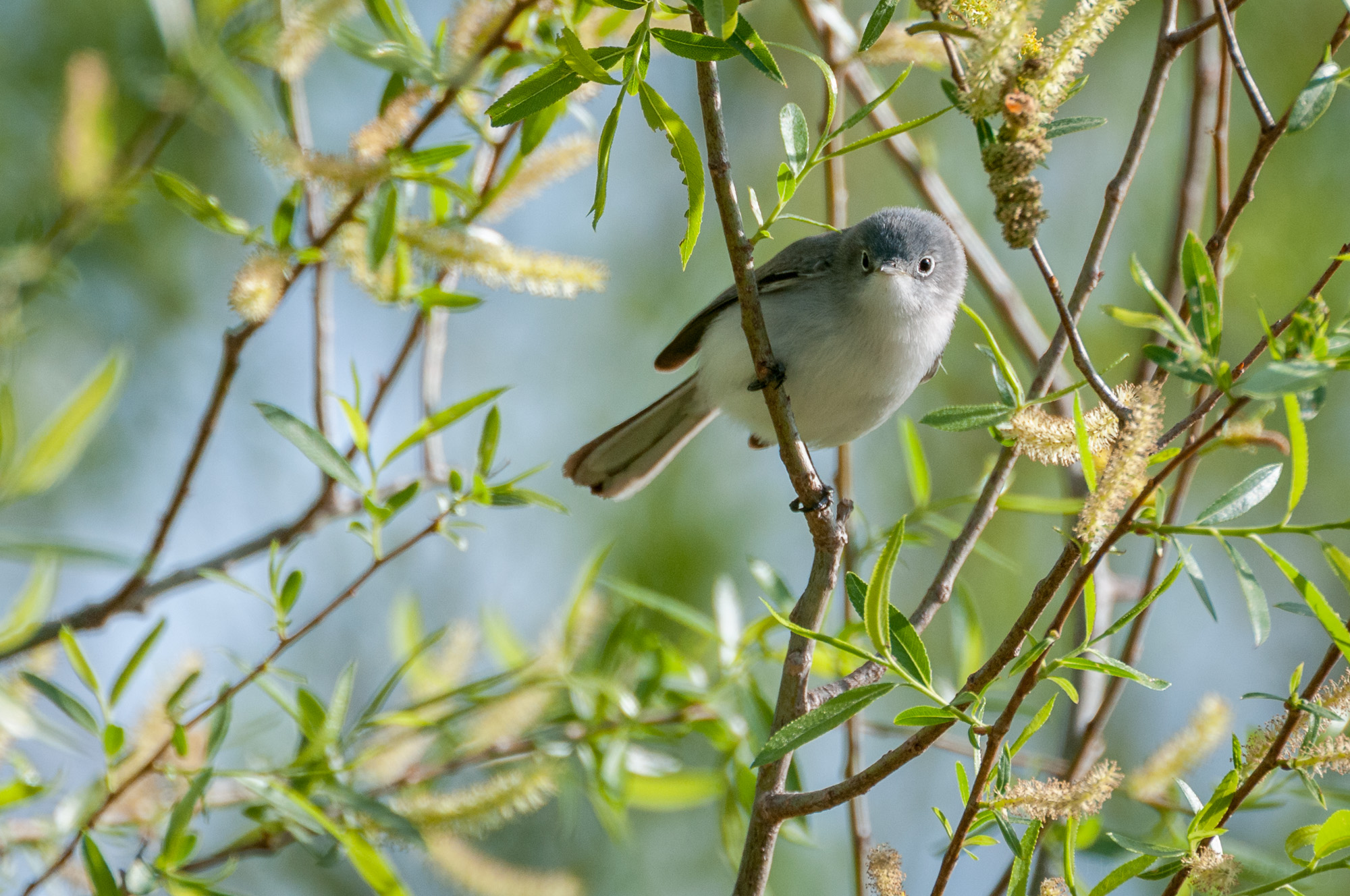 Female Blue-Gray Gnatcatcher sitting on a branch