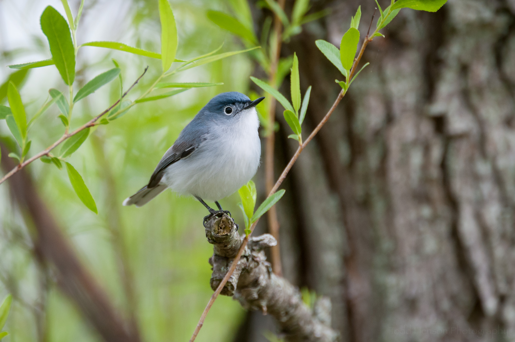 Male Blue-Gray Gnatcatcher sitting on a branch