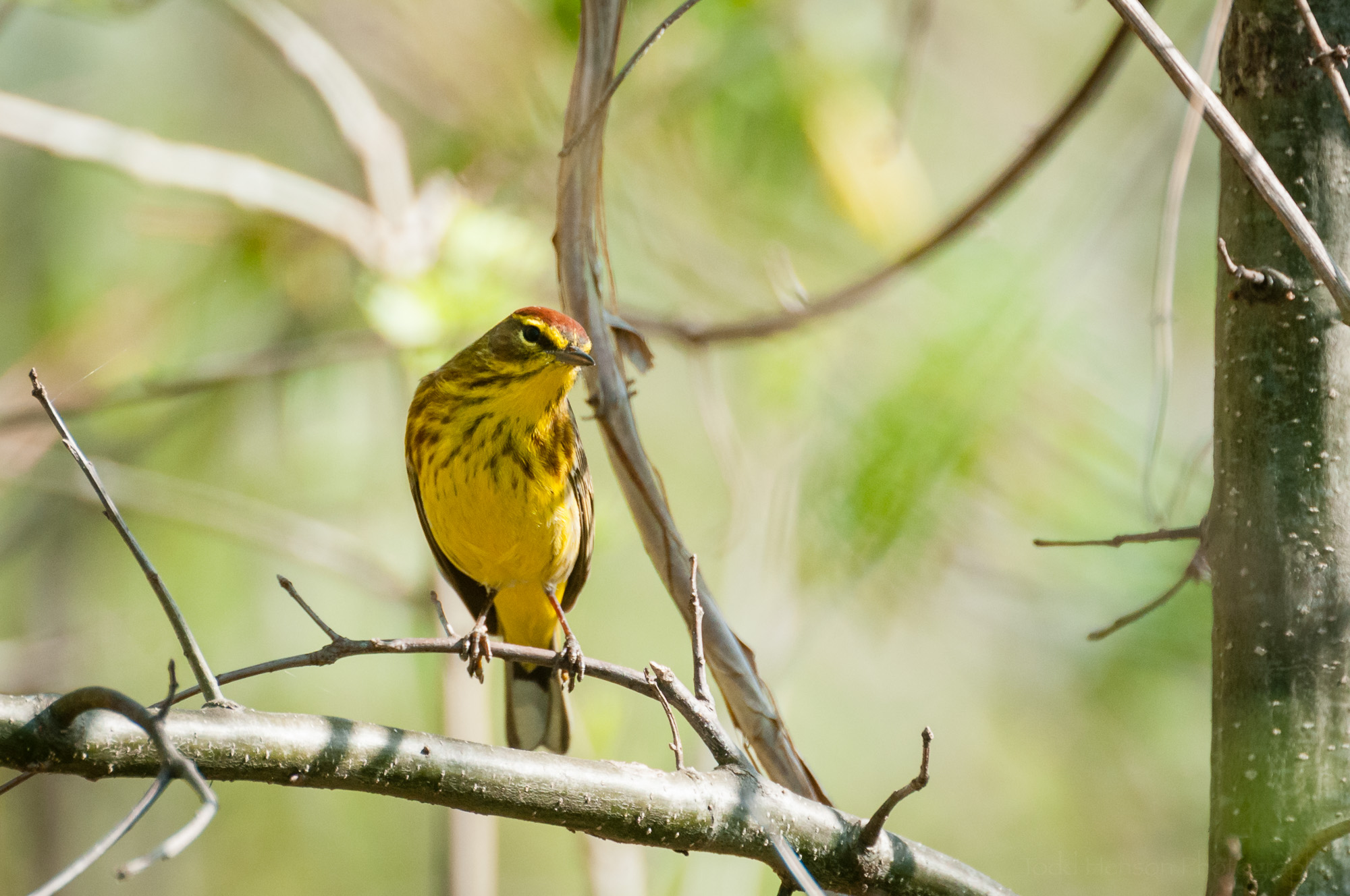 Palm Warbler facing forward. Notice the coloration and patterns of its breast feathers, as well as the chestnut colored crown at the top of its head.