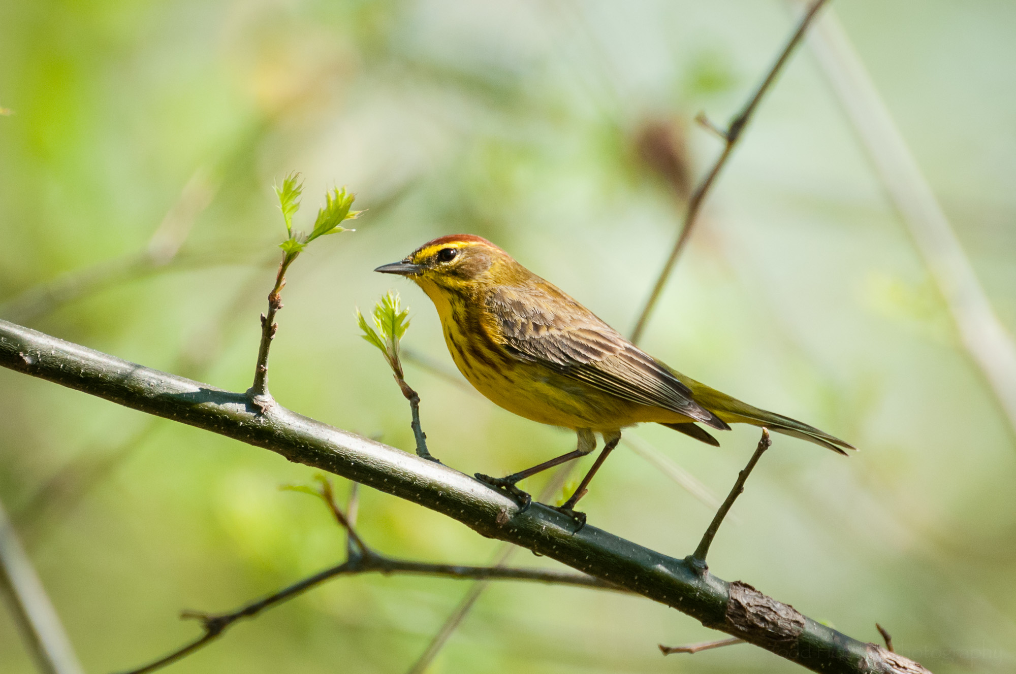 A side view of a Palm Warbler
