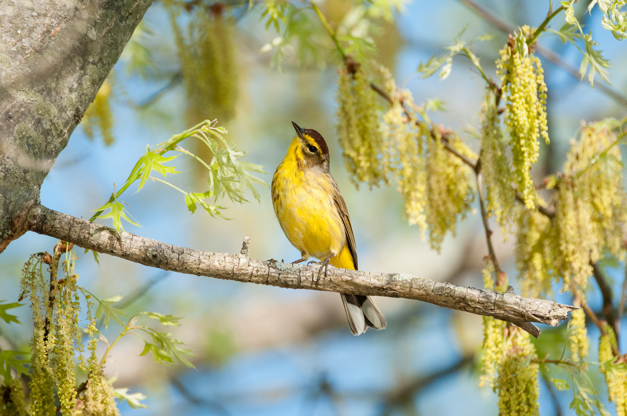 Palm Warbler tilting its head while posing on a tree branch