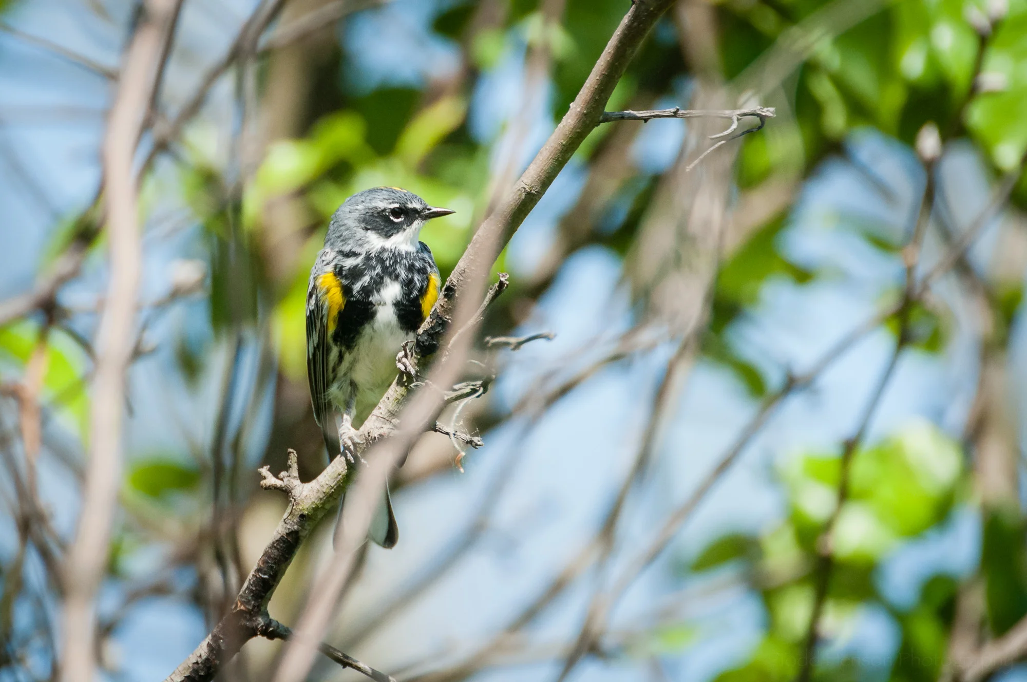 Yellow-rumped Warbler of the Myrtle variety. Notice the white throat. You can also see the 2 yellow patches on either side of its breast.