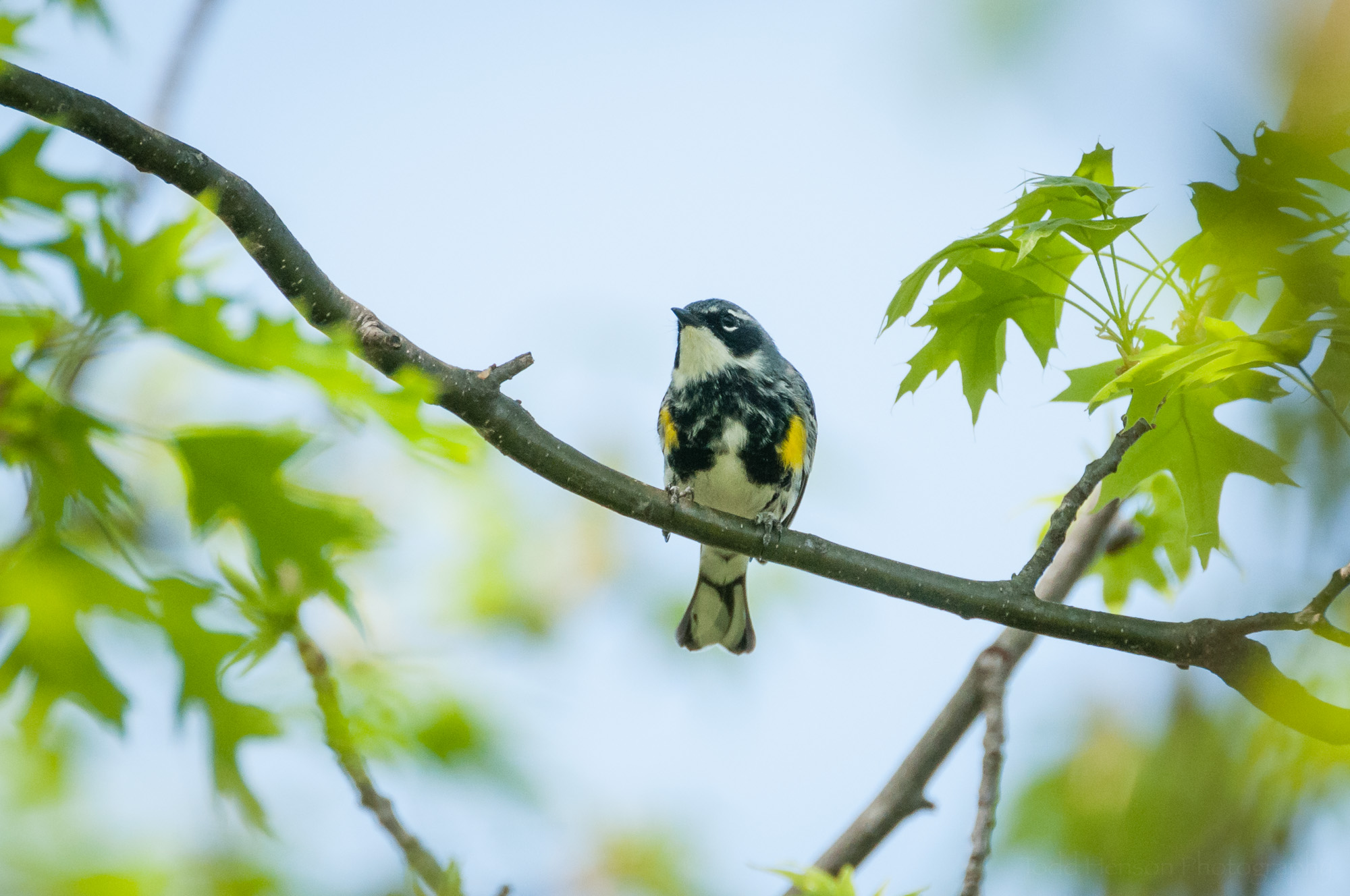 Yellow-rumped Warbler facing forward, giving a good view of its white throat and the yellow patches either side of its breast.