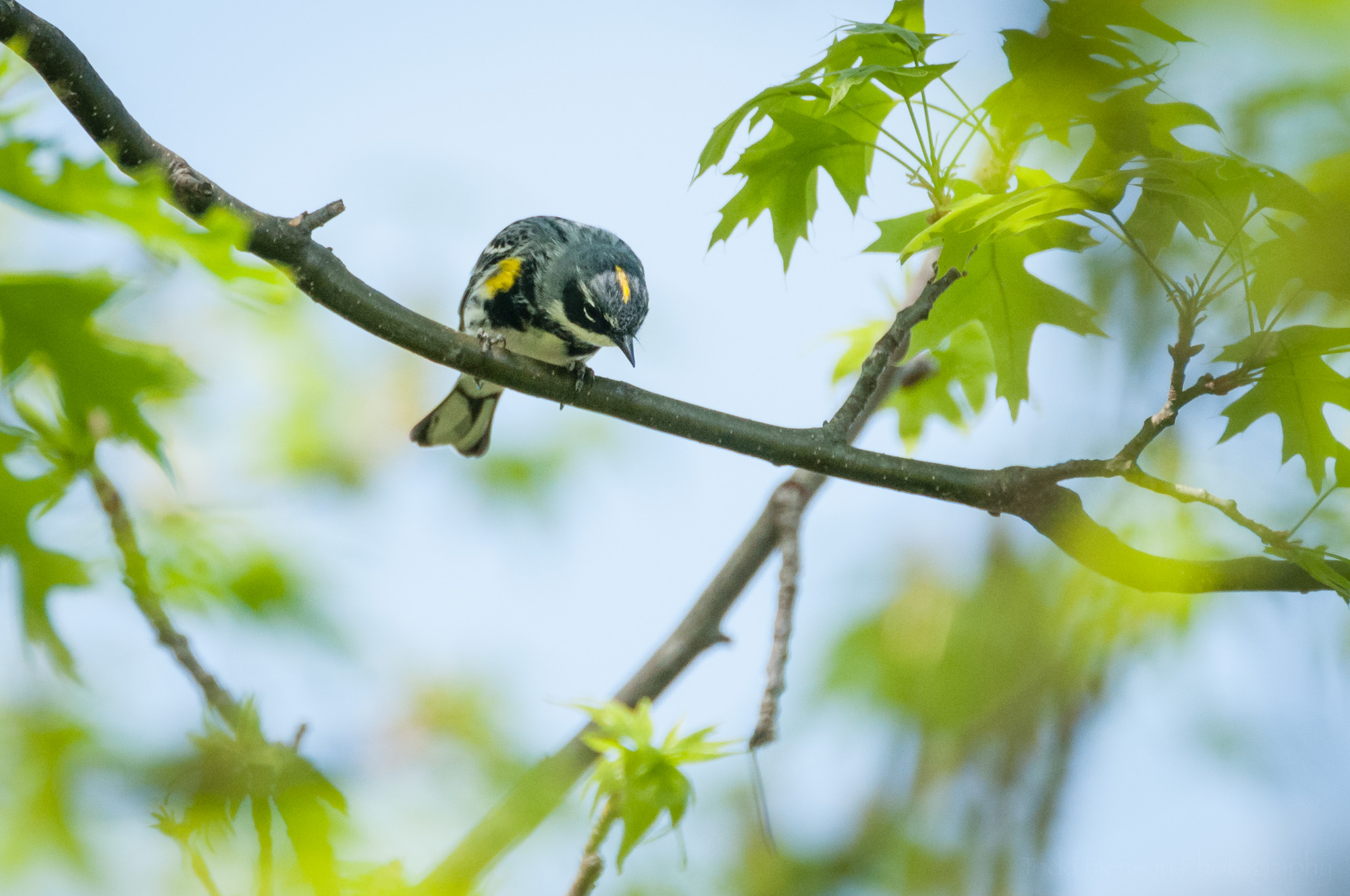Yellow-rumped Warbler looking down, showing off the yellow stripe on top of its head.