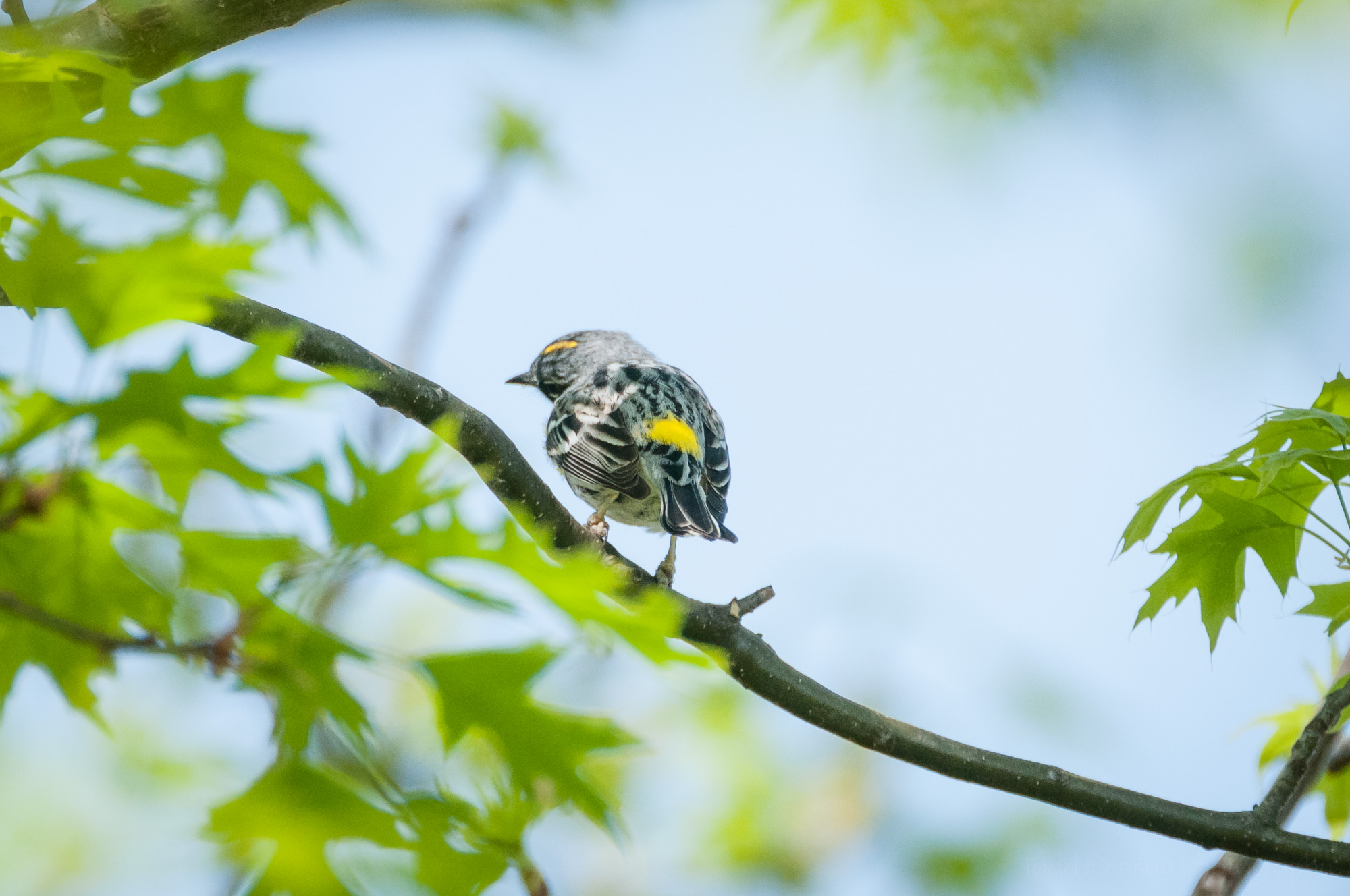 Backside of a Yellow-rumped Warbler, showing its namesake yellow rump. Also notice it is tilting its head to the left showing off the yellow stripe on top.