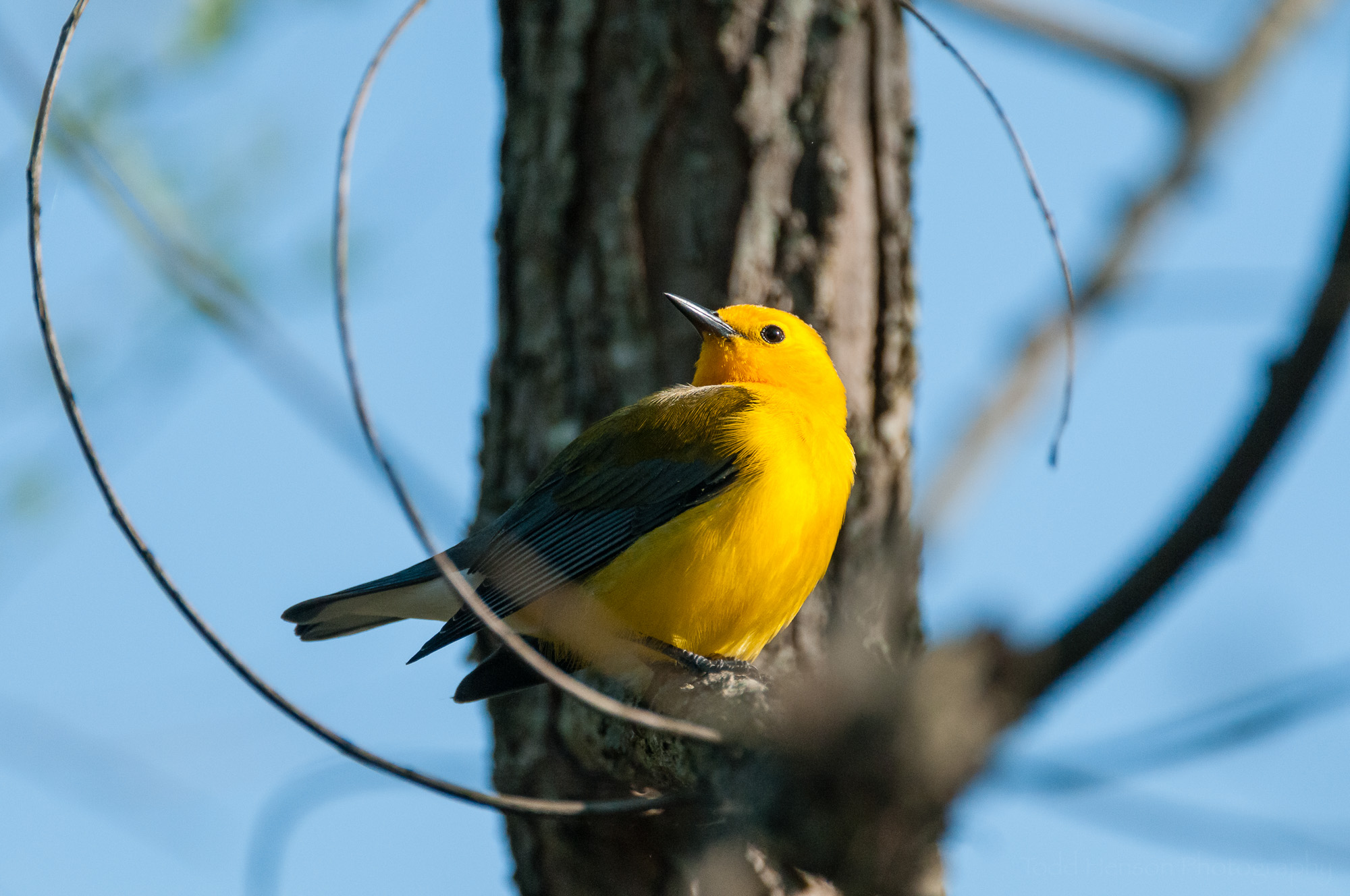Male Prothonotary Warbler looking over shoulder