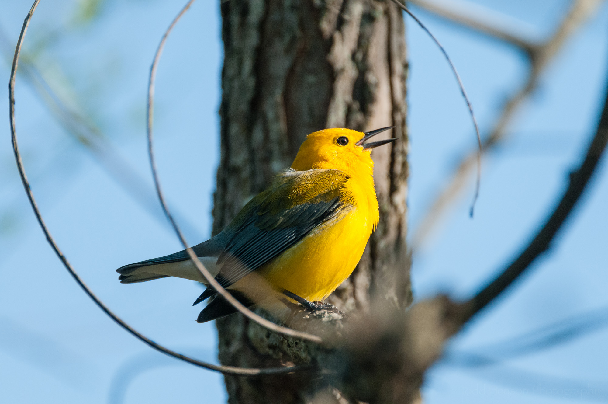 Singing male Prothonotary Warbler, with light illuminating its pupil.