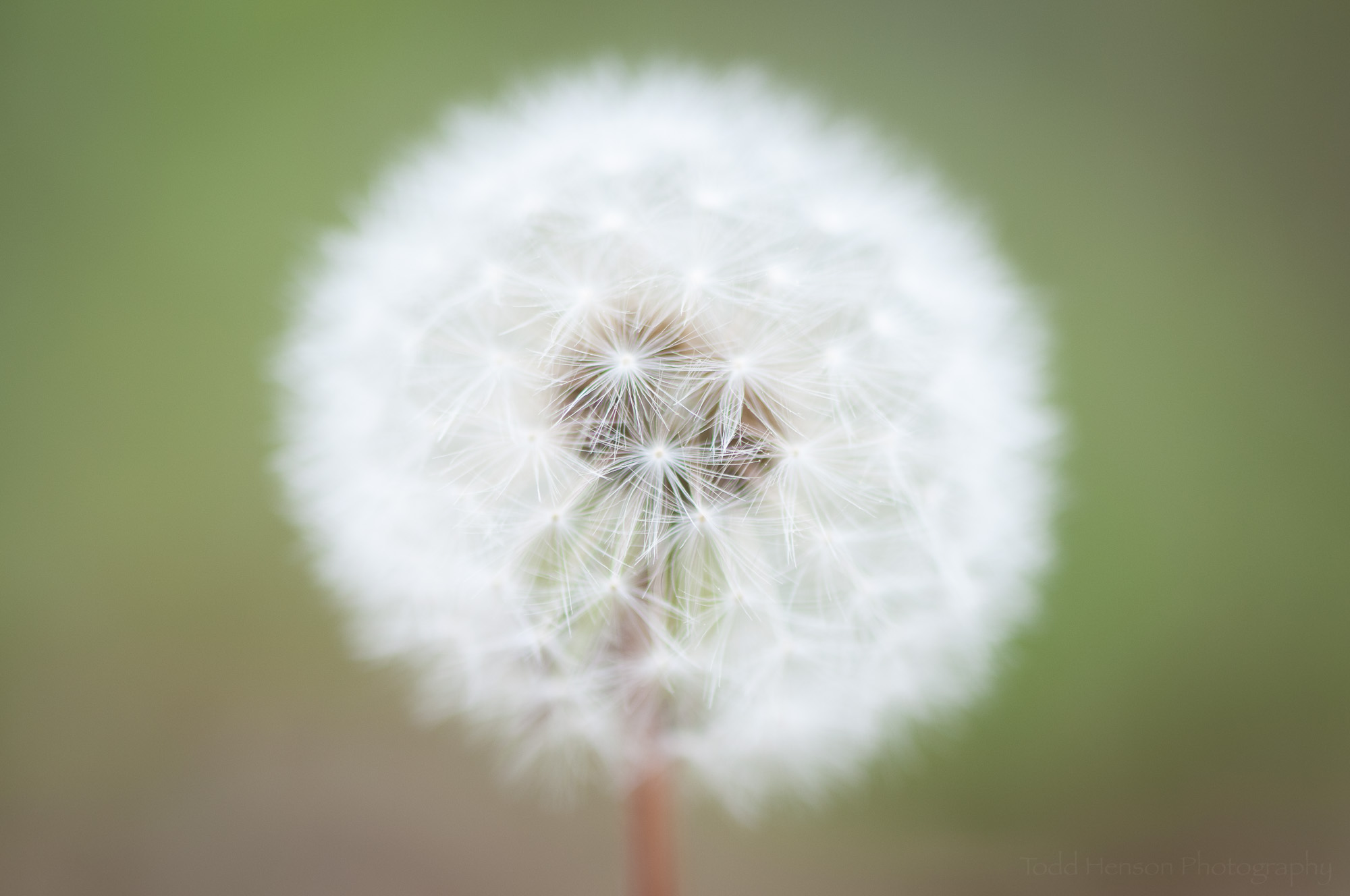 Soft white dandelion puffball with shallow depth of field
