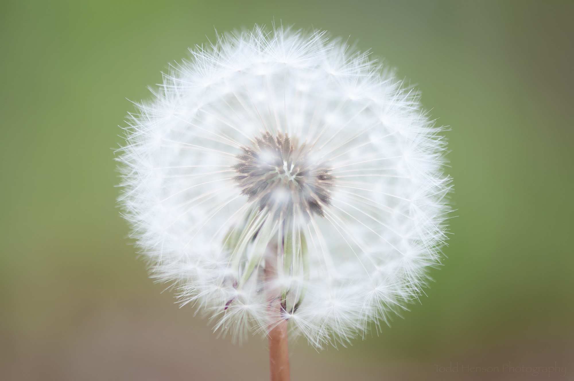 Soft dandelion puffball showing center in focus