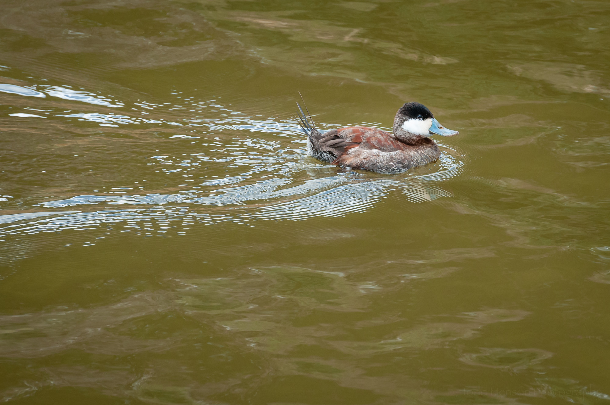 Male Ruddy Duck swimming in an inlet off Popes Creek.