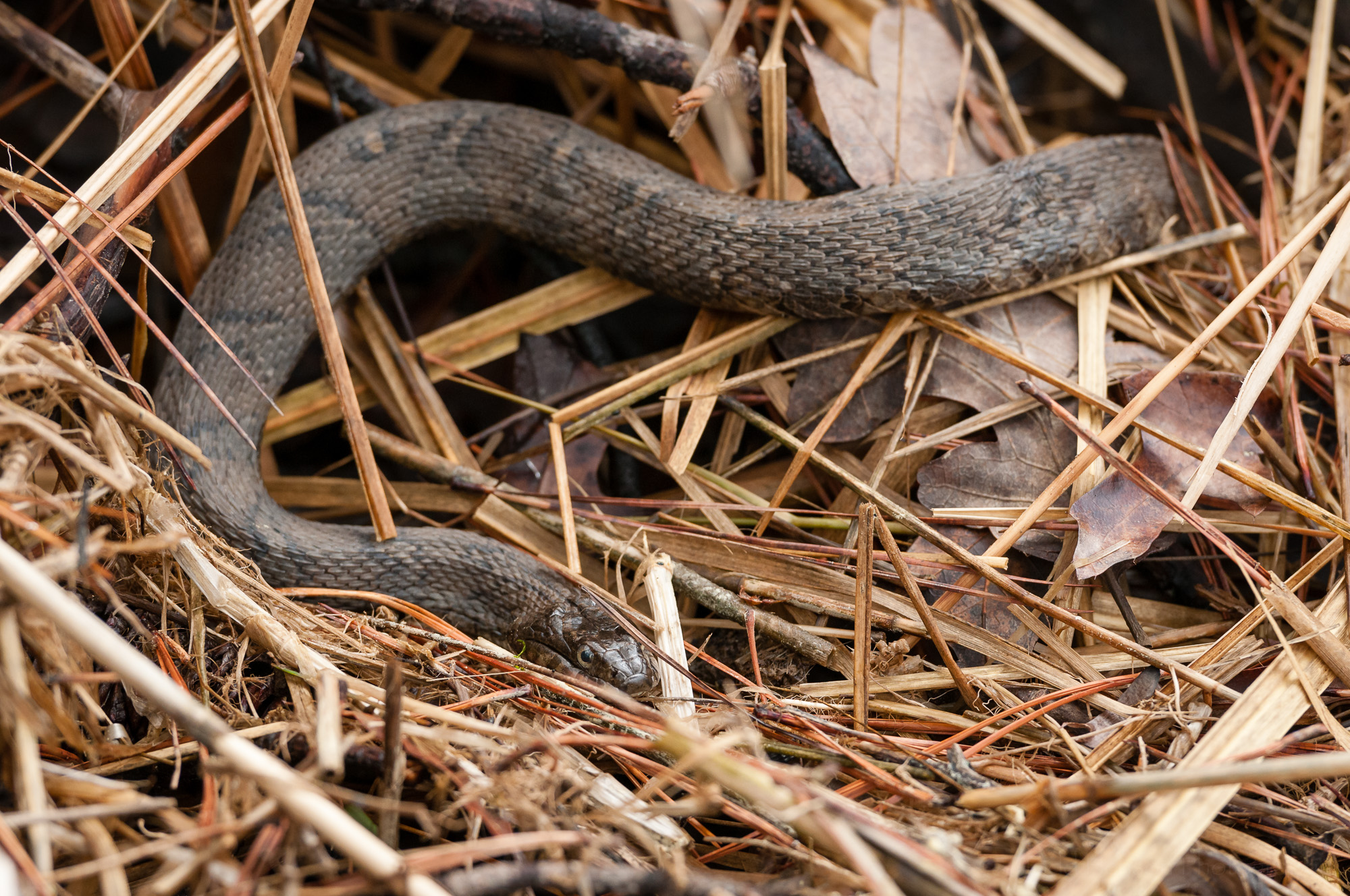 Northern Watersnake in the brush between the trail an Popes creek.