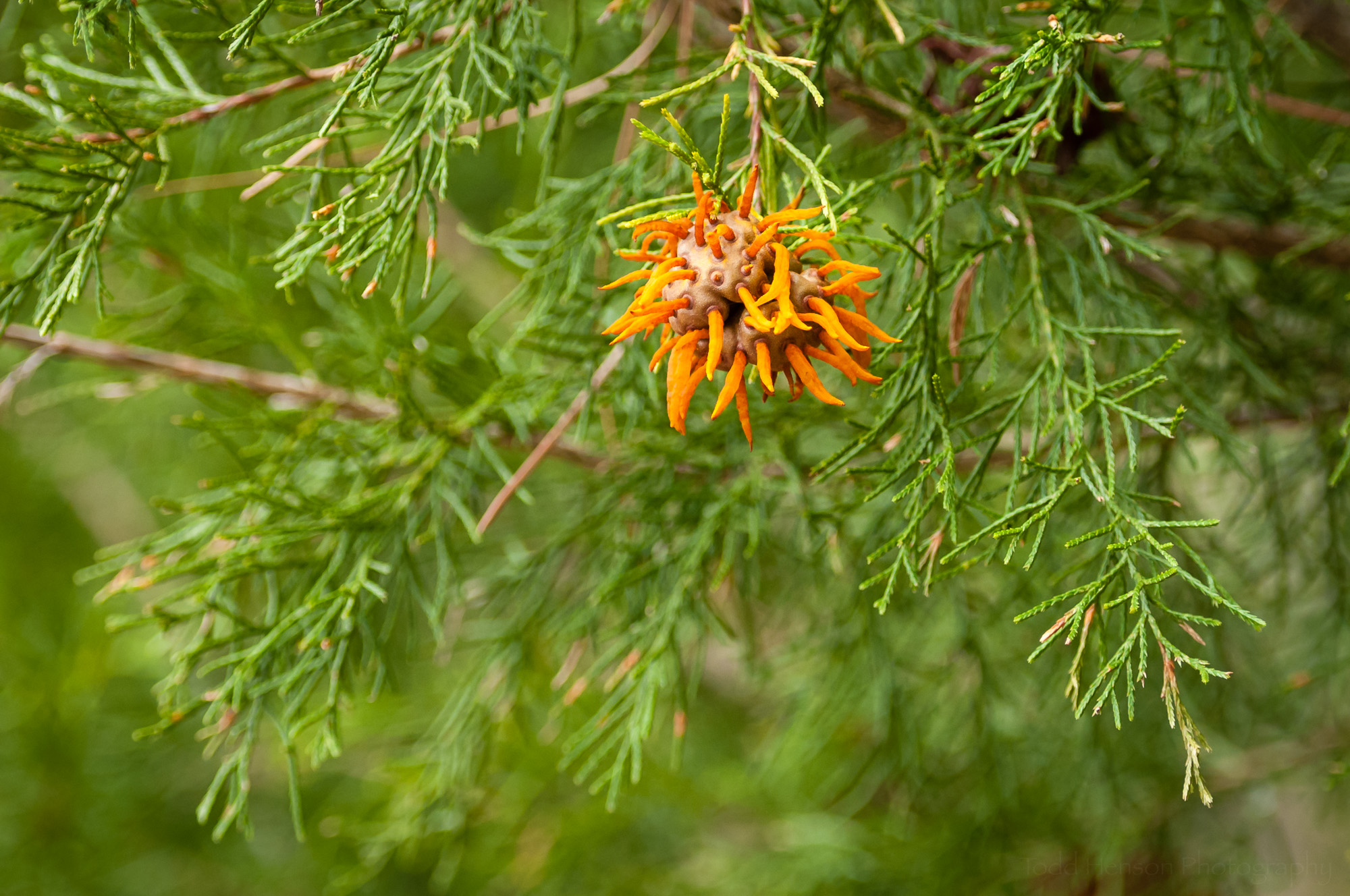 I don't know exactly what this interesting object is, but found it at the end of a tree branch. 