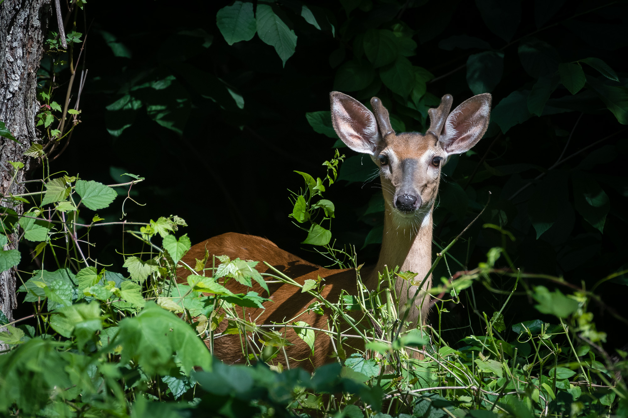 Male White-tailed Deer at the edge of the woods watching and listening.