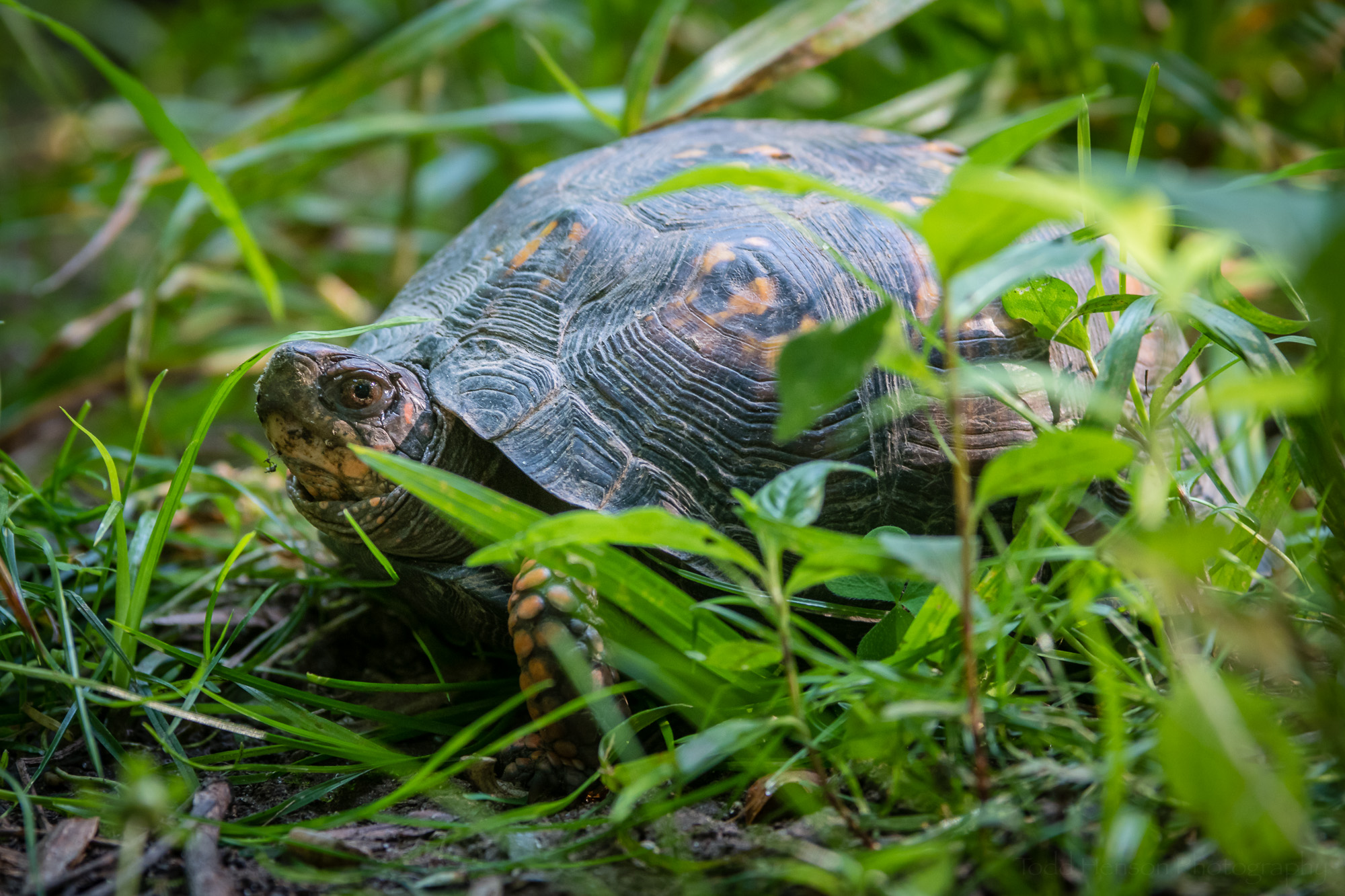 Eastern Box Turtle in the grass.