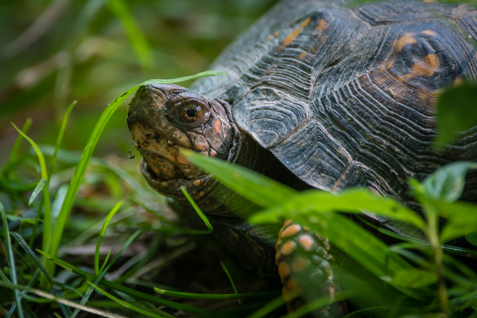 Closeup of Eastern Box Turtle in the grass.