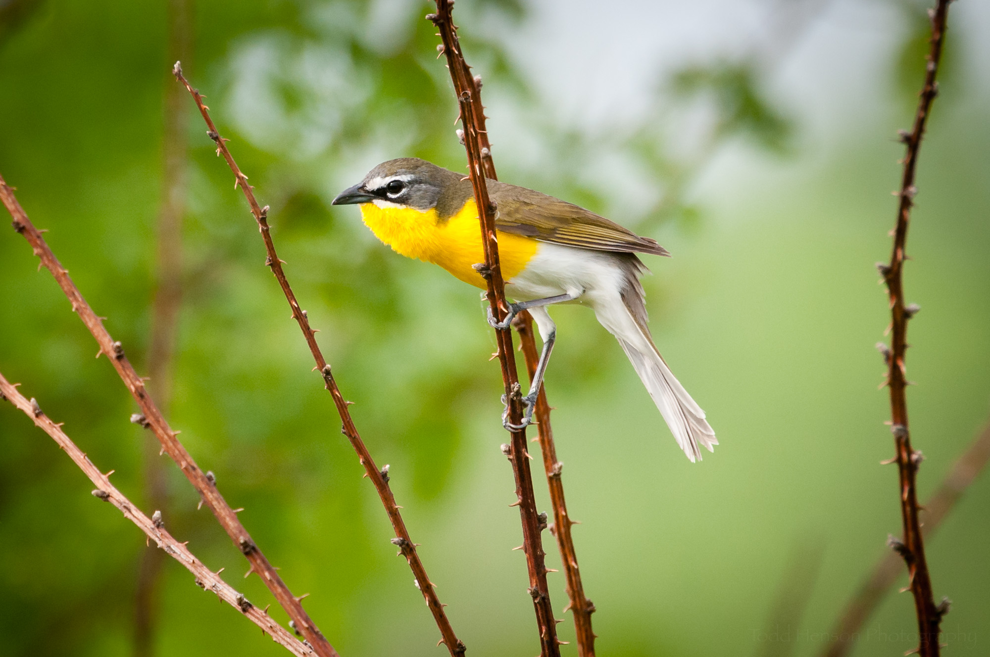 Yellow-breasted Chat perched on a thorny branch.