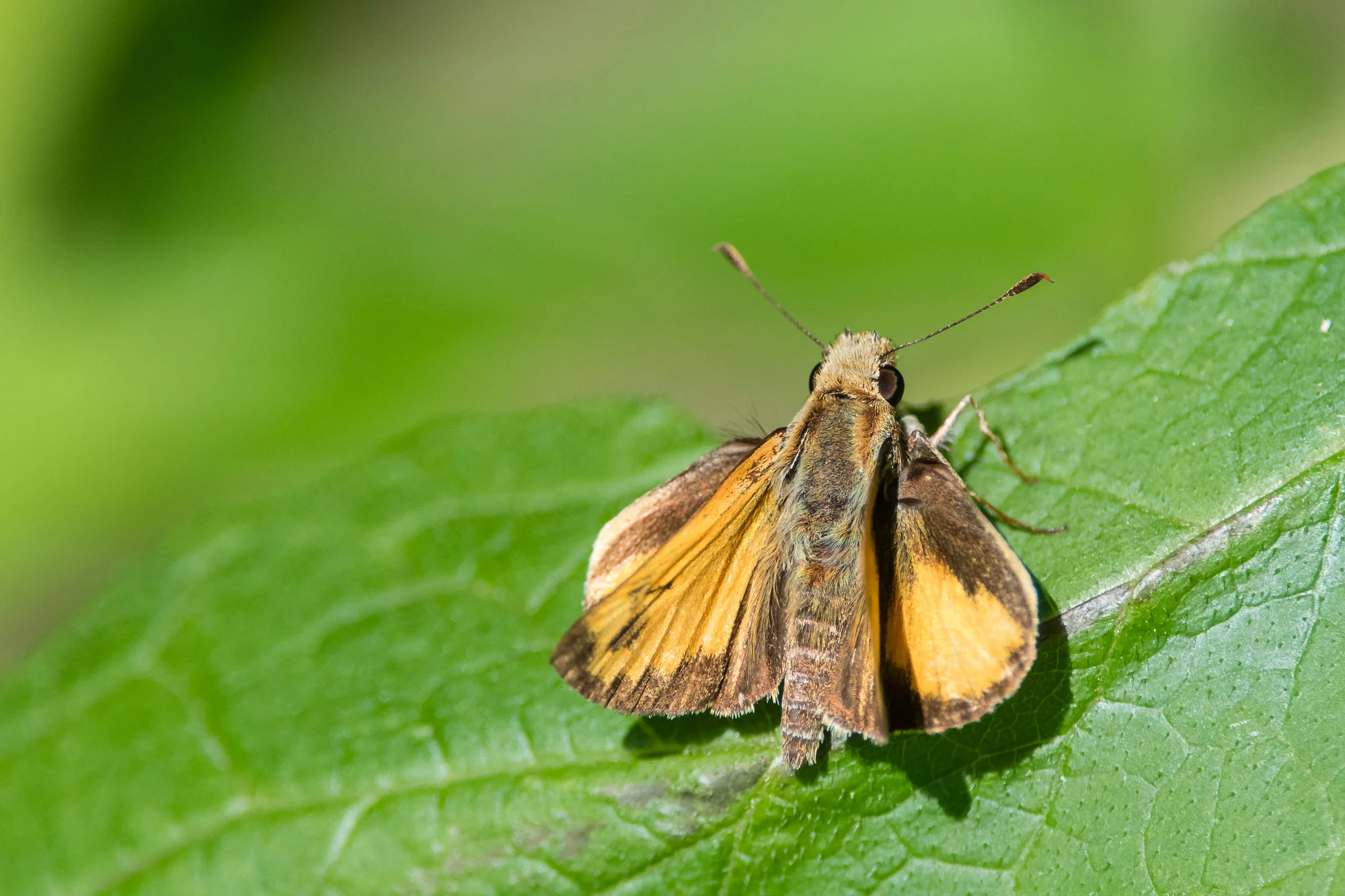 Skipper Butterfly (possibly Zabulon or Hobomok) on a leaf at Dyke Marsh Wildlife Preserve in Alexandria, Virginia.