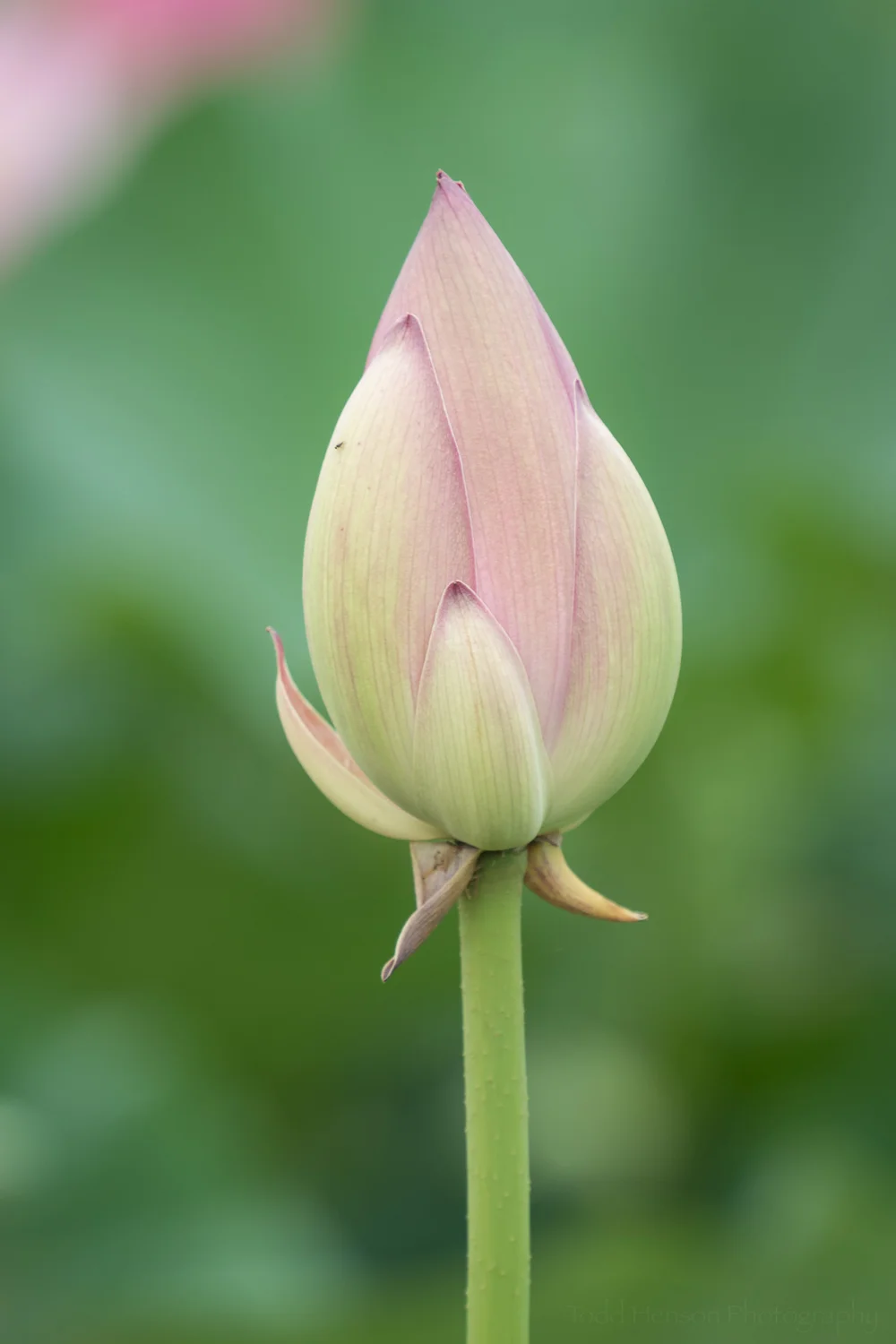 Stages of a Lotus Flower Blooming at Kenilworth Aquatic Gardens — Todd