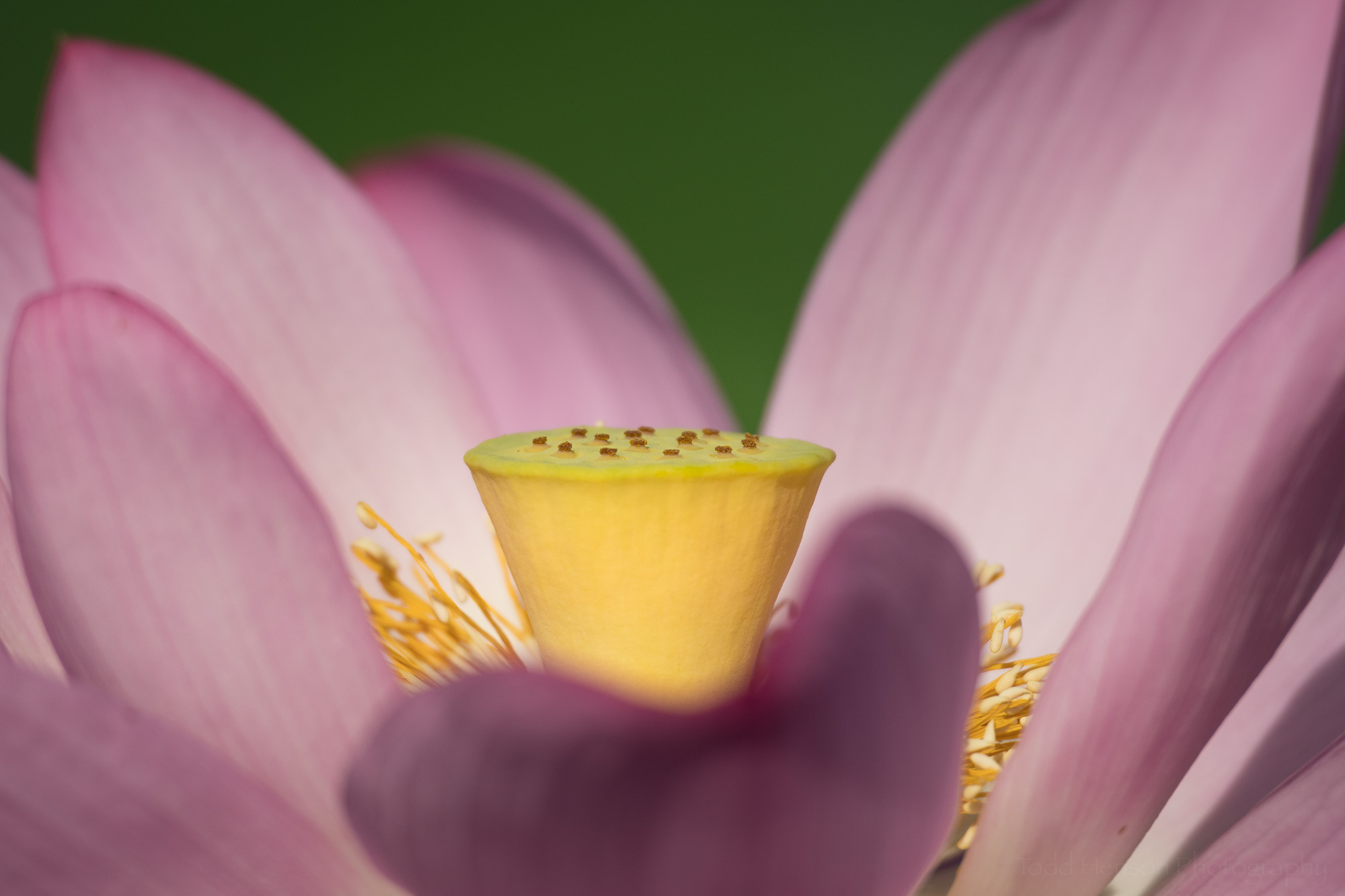 Closeup of the center of an open lotus flower.