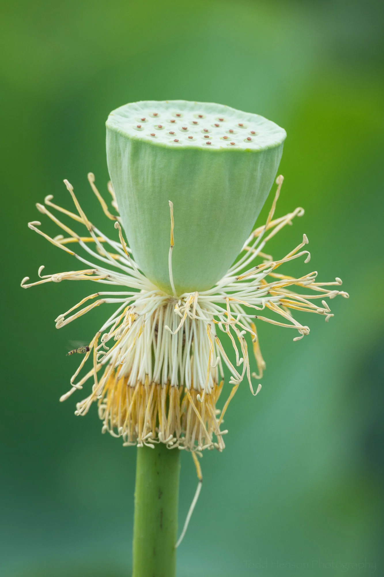 Green lotus seed pod after the petals have fallen.