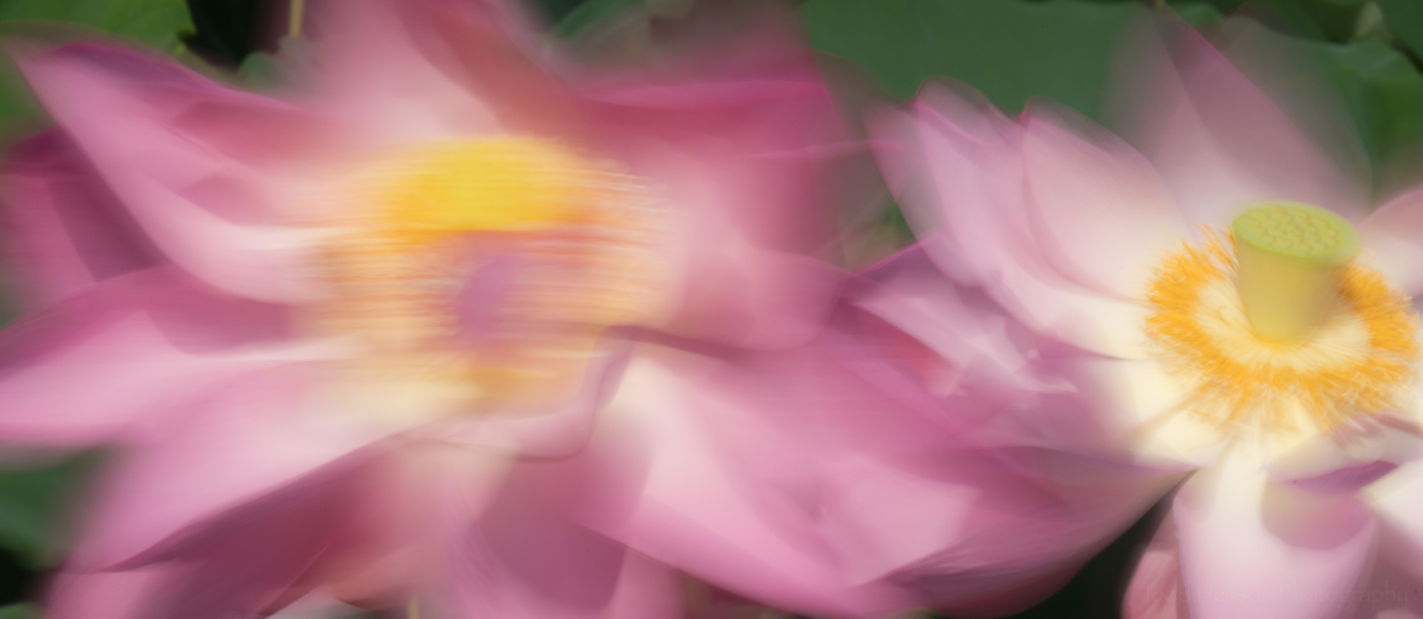 A pair of lotus flowers dancing in the wind, using a slow shutter speed to capture the motion blur.