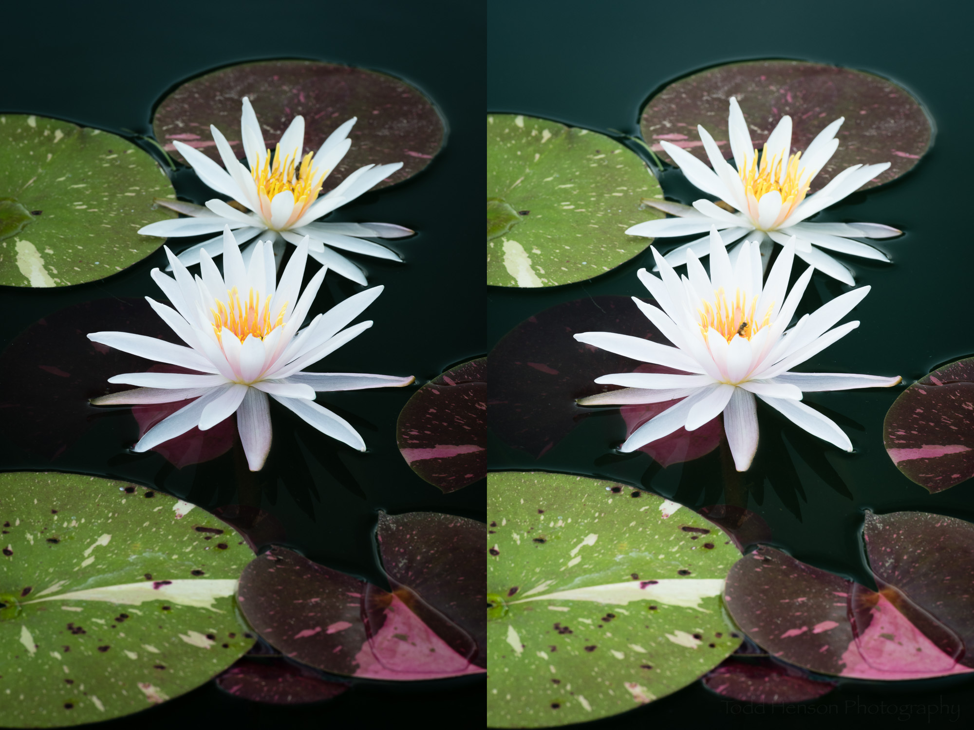 Pair of Arc-en-Ciel water lilies. Left: maximum effect from polarizing filter. Right: minimum effect from polarizing filter.