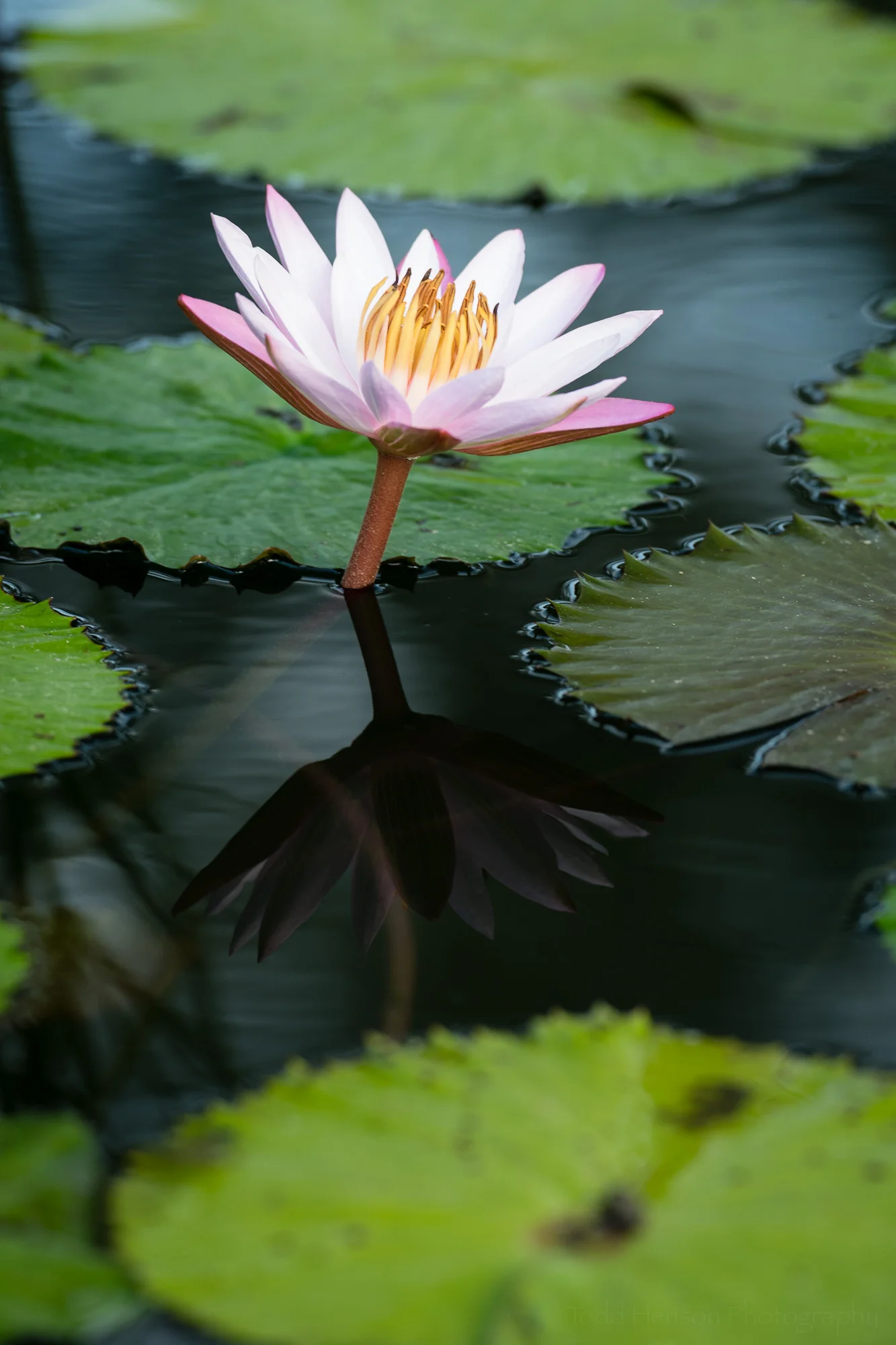 Pink water lily with maximum polarizing effect. I like the saturated colors of the green lily pads and the flower.