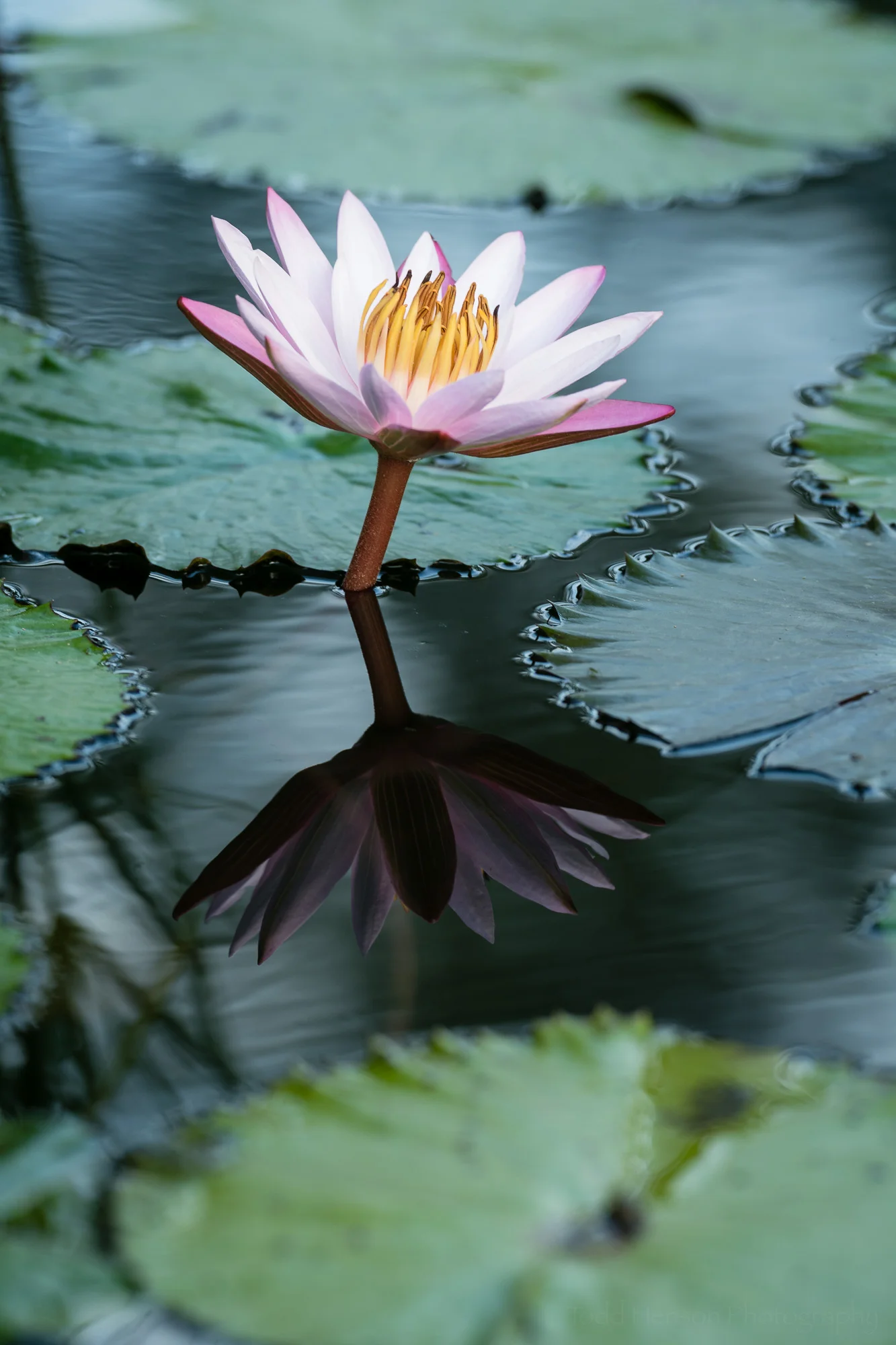 Pink water lily with minimum polarizing effect. I like the enhanced reflection but not the glare on the lily pads.