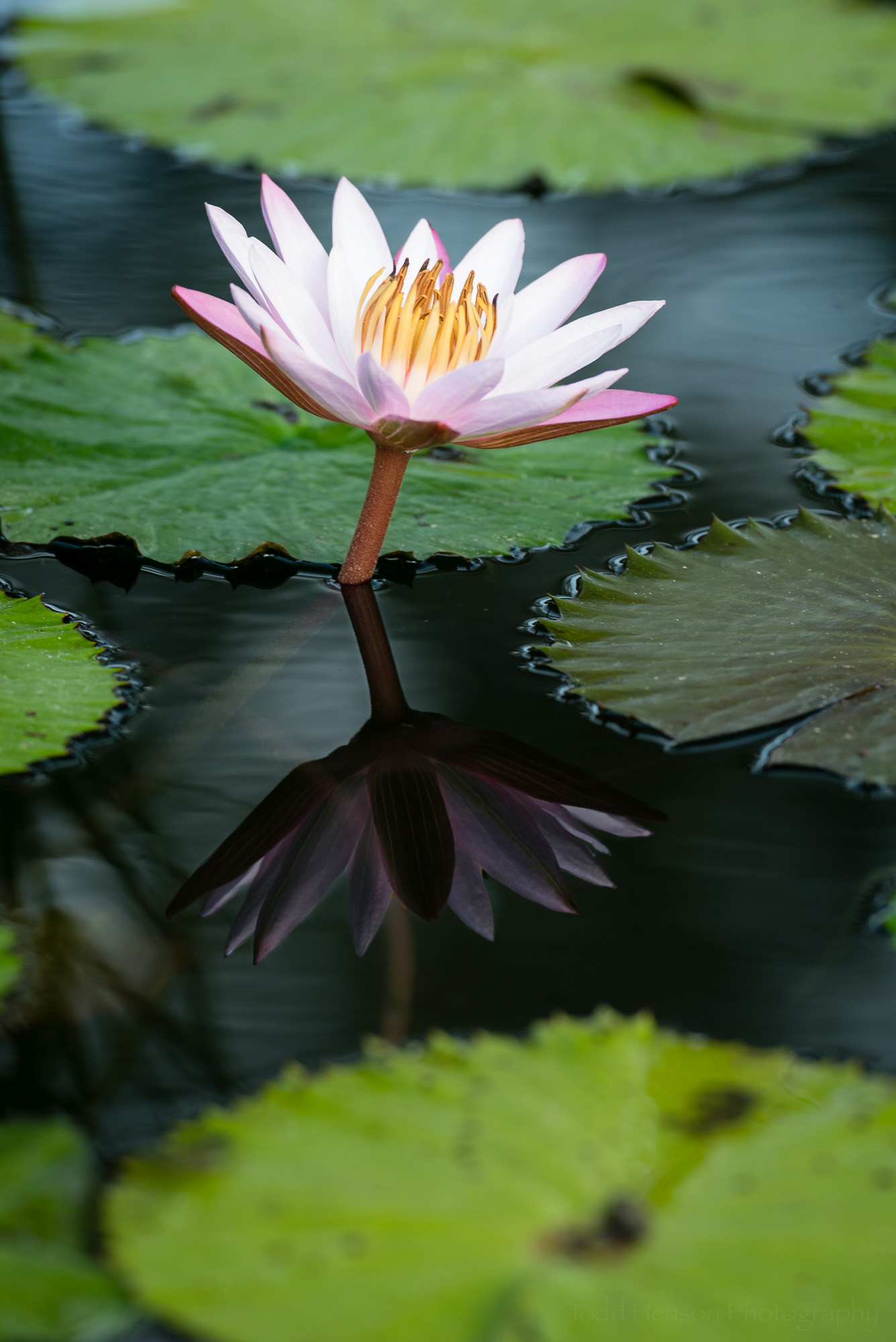Pink water lily composite. Combined the color saturation of the maximum polarization version with the reflection of the minimum polarization version.