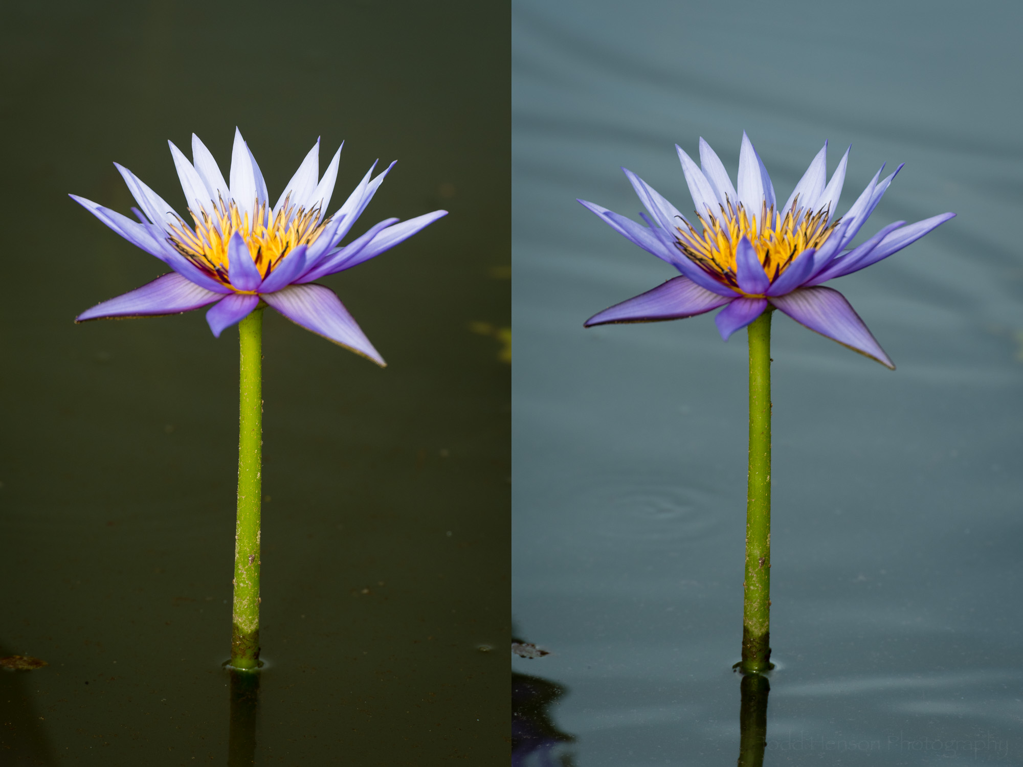 What Do Lotus Flowers Filter from Water: Nature's Purifiers Explained