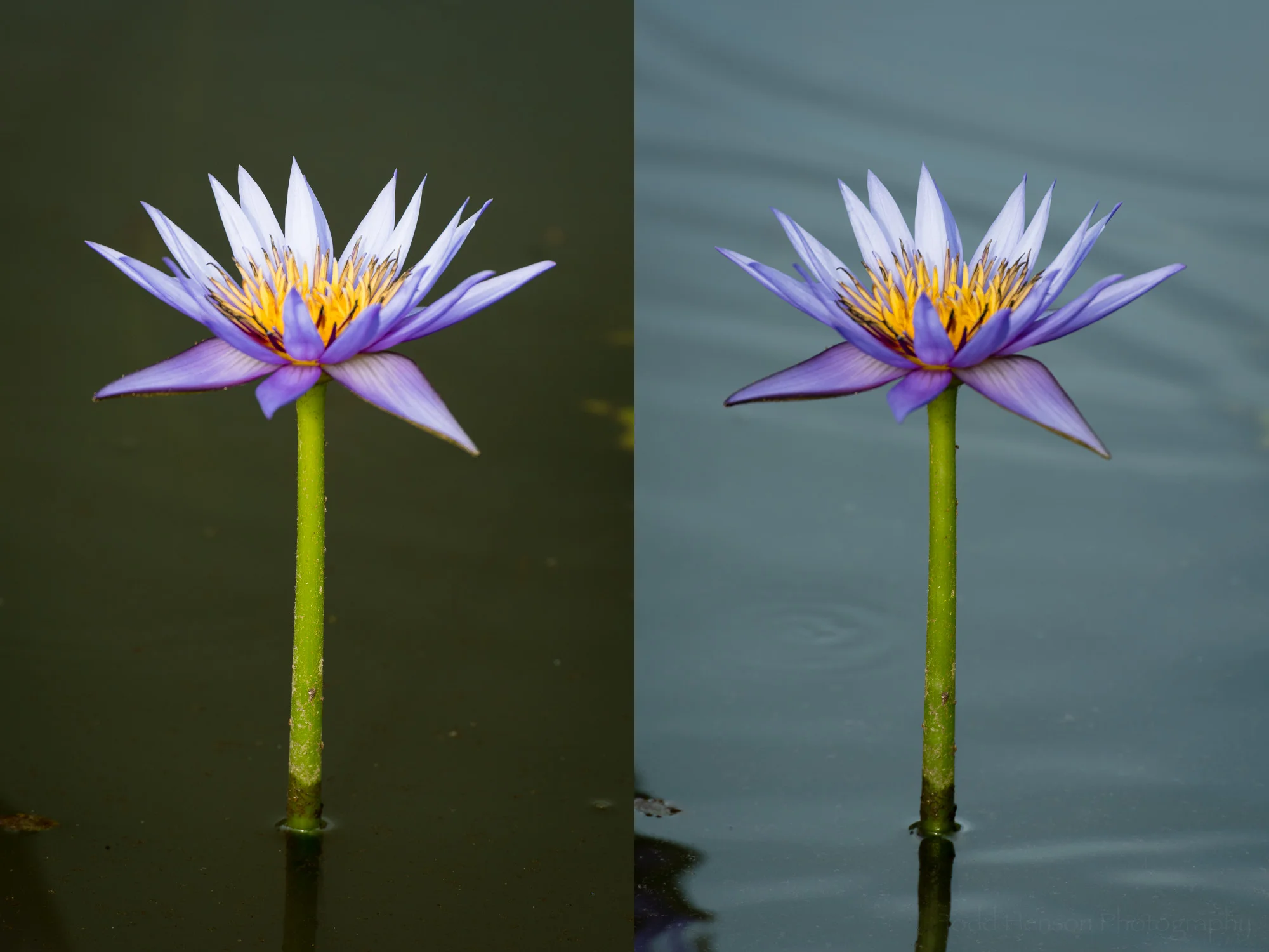 Purple water lily. Left: maximum effect from polarizing filter. Right: minimum effect from polarizing filter.
