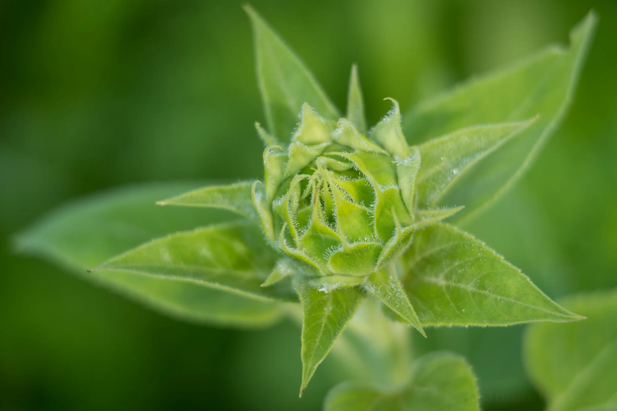 A young green sunflower bud.