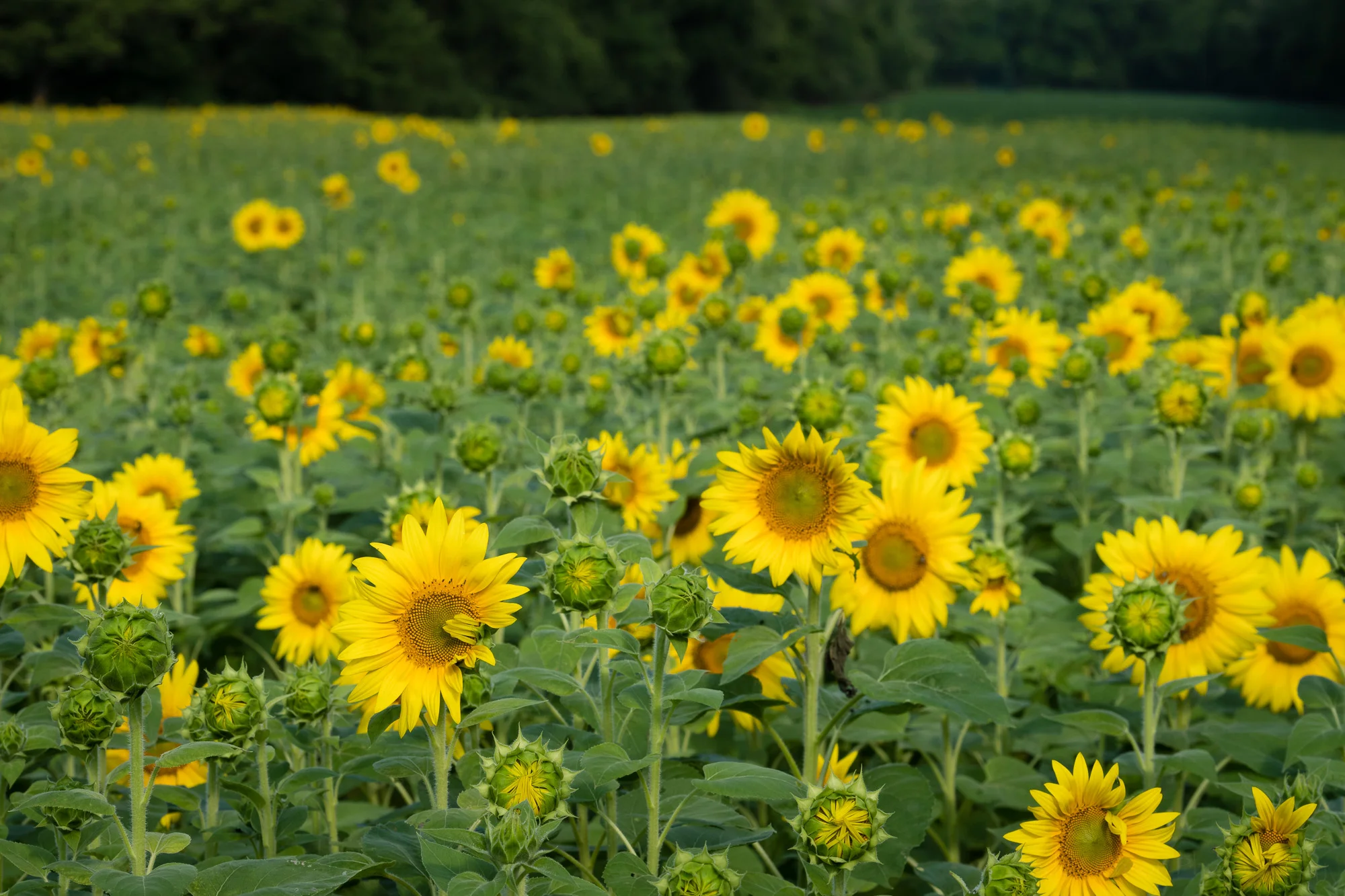 Facing the field of sunflowers, partly in bloom.