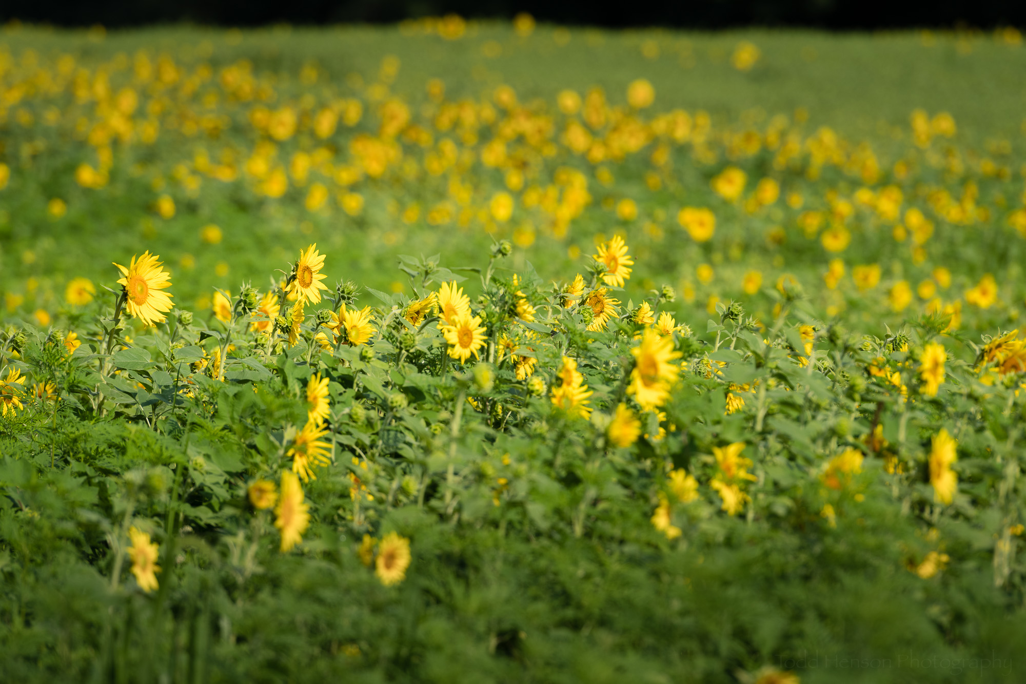 Side view of the partly blooming sunflower field.