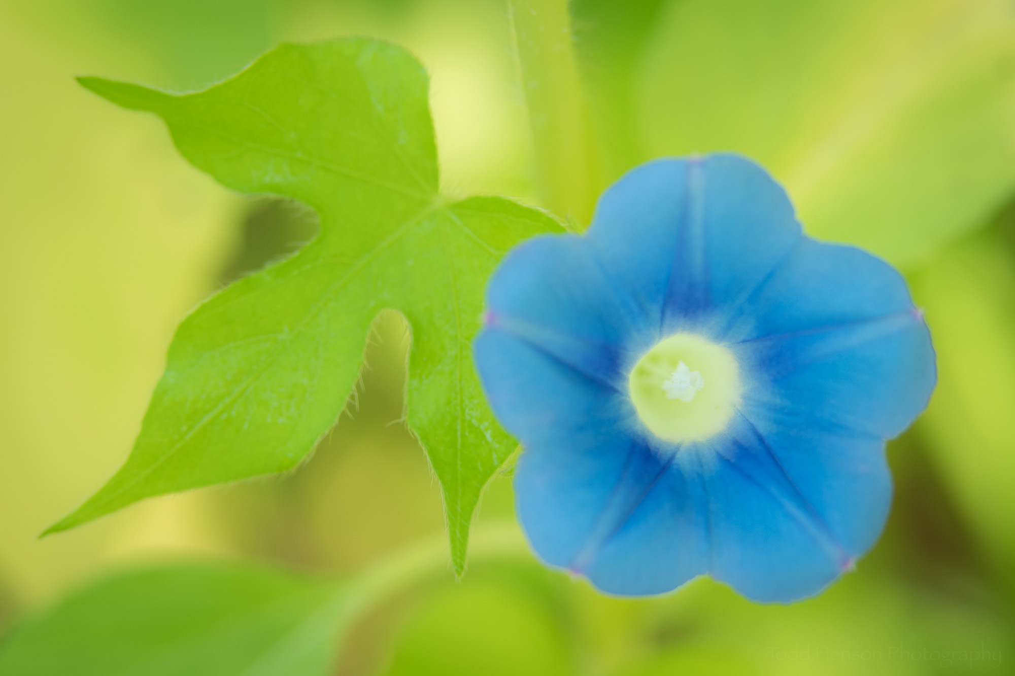 A beautiful blue morning glory flower against a green background, found in a field of sunflowers.