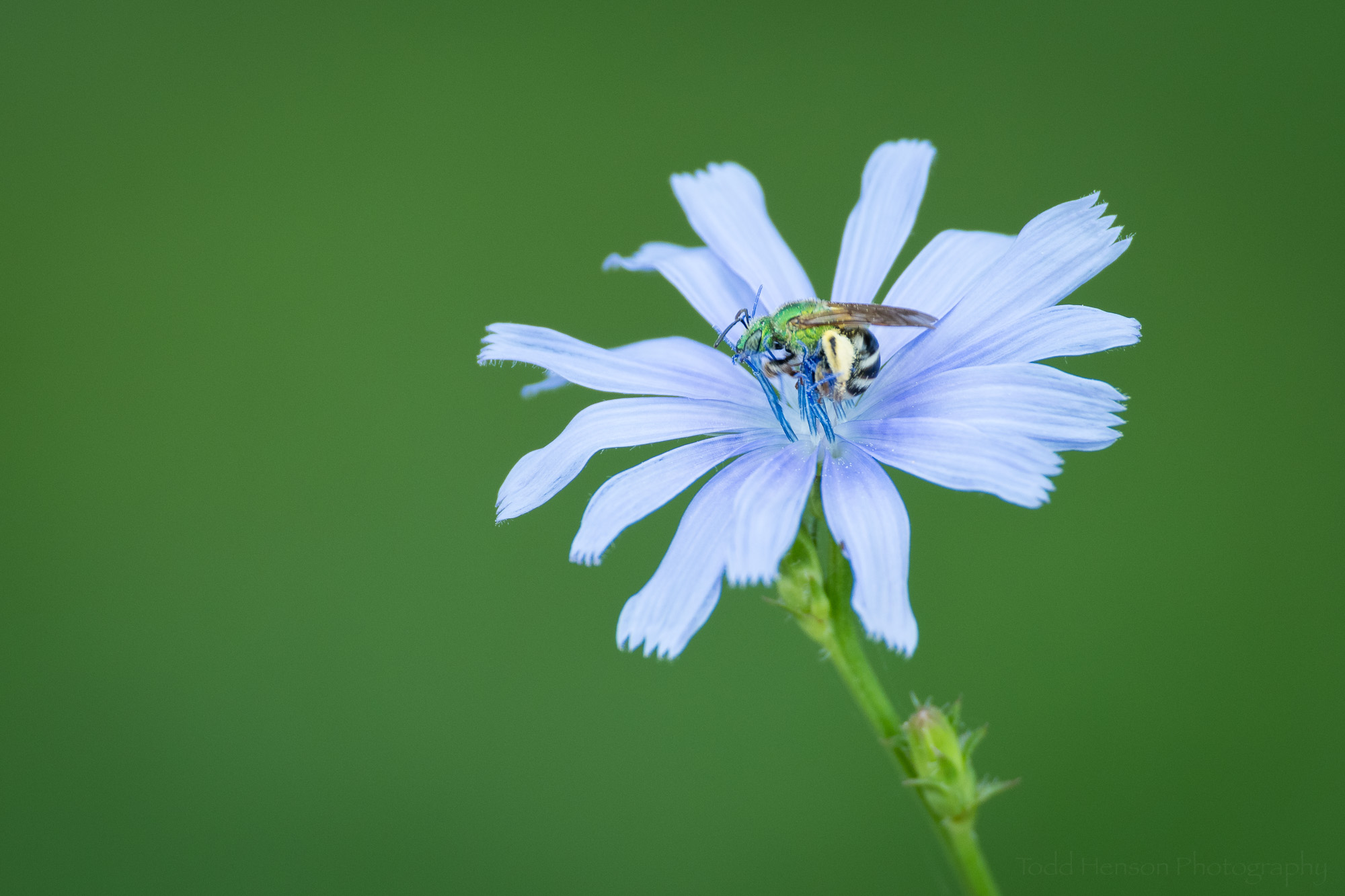 Green bee on a blue chicory flower with a green background.