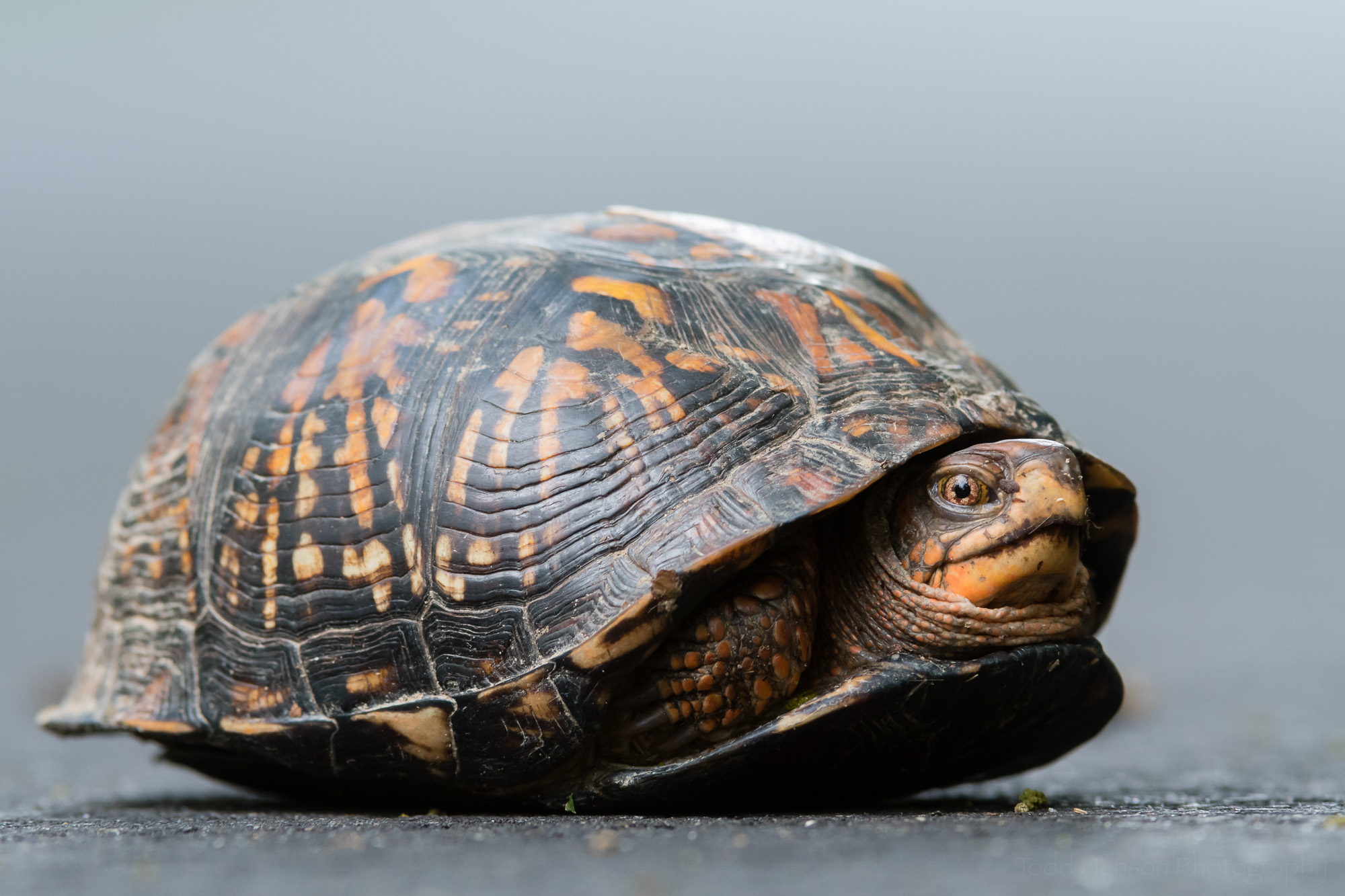 Eastern Box Turtle on pavement shot from ground level.