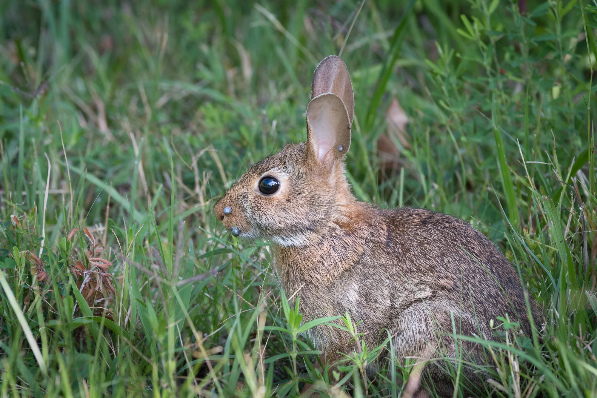 Eastern Cottontail Rabbit with at least 4 ticks. Look at its snout and ear. Click on the images in this post for a larger view.