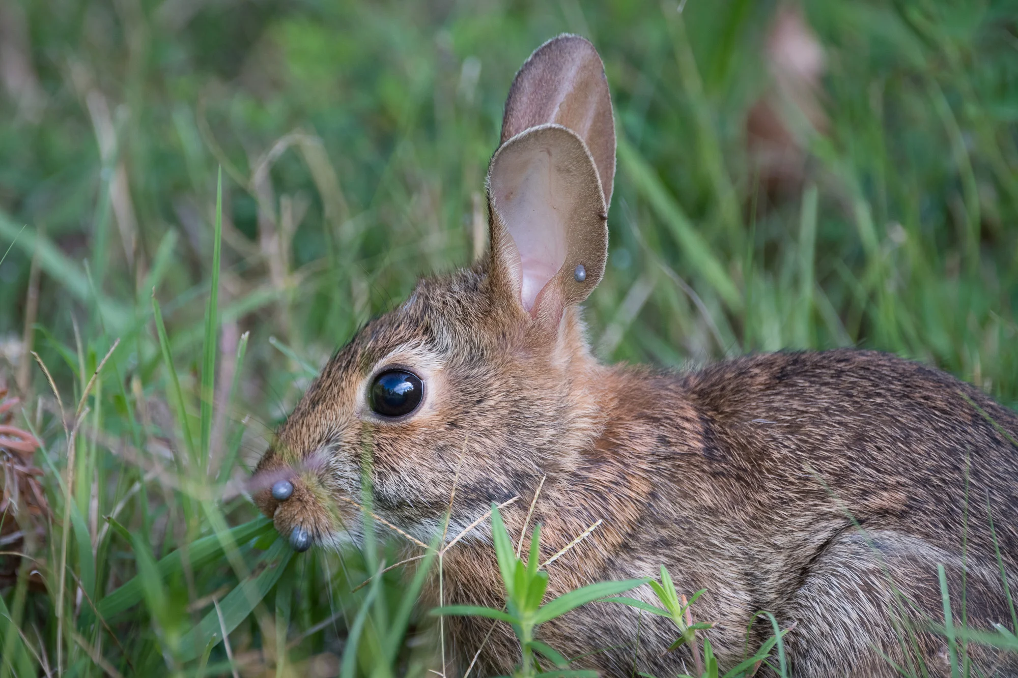 Closer view of the rabbit with 2 engorged ticks on its snout, and at least 2 ticks on its ear.