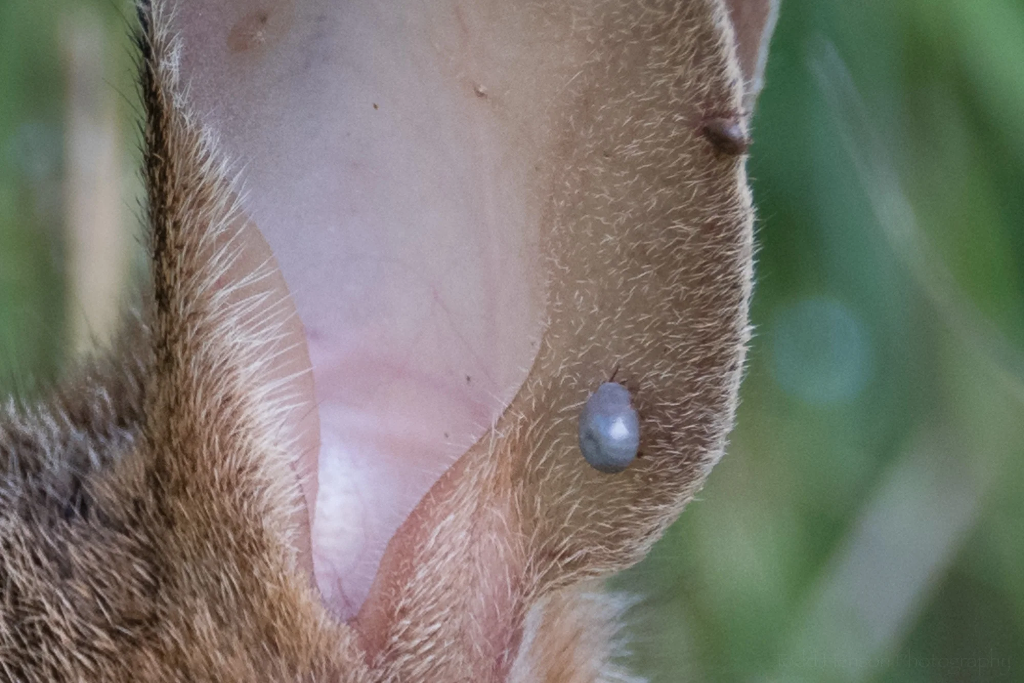 Closeup of the rabbit's ear. There is an engorged tick, and one higher up that hasn't been feeding quite as long.