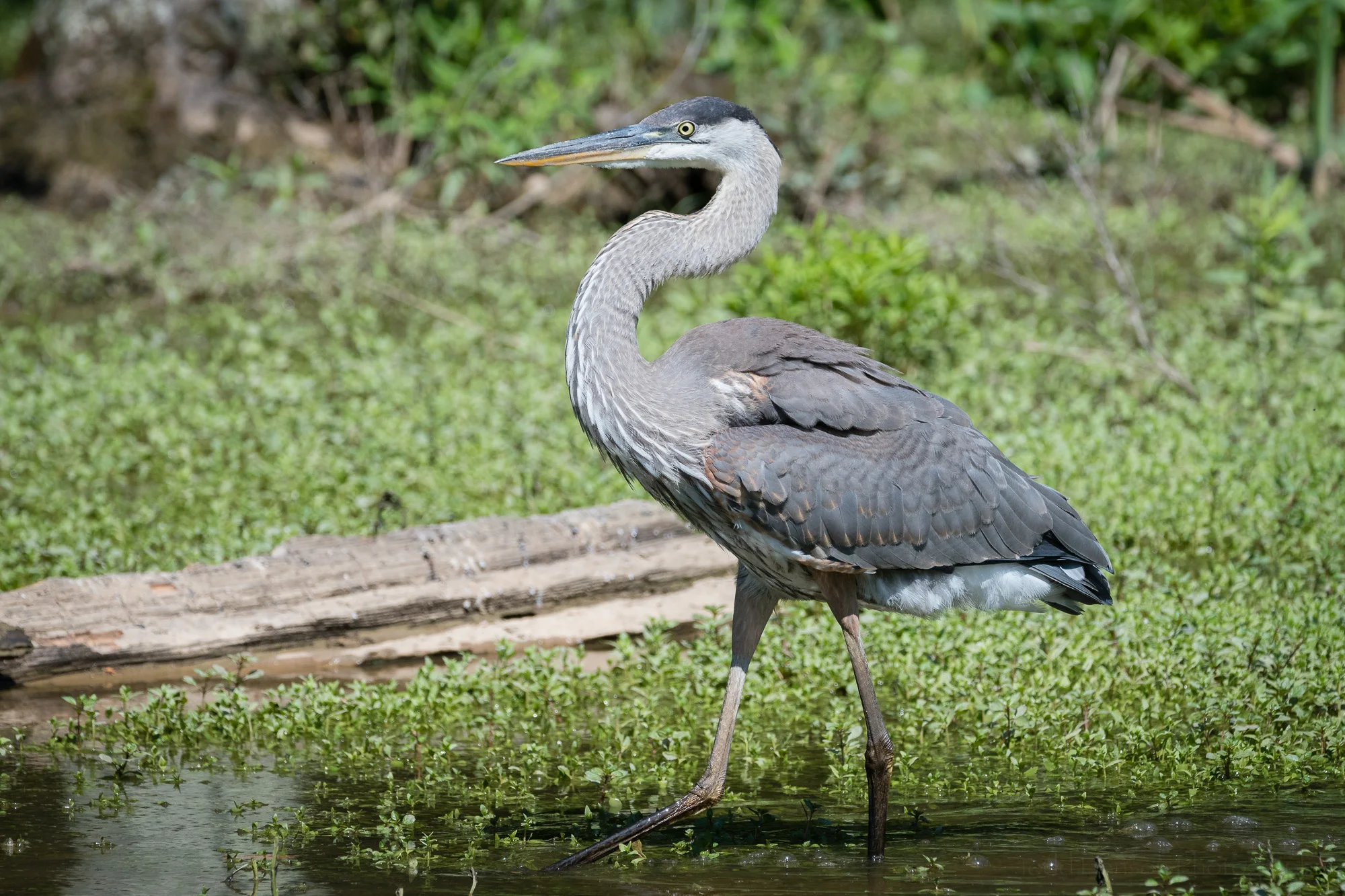 Satisfied with its catch the Great Blue Heron goes back to fishing.