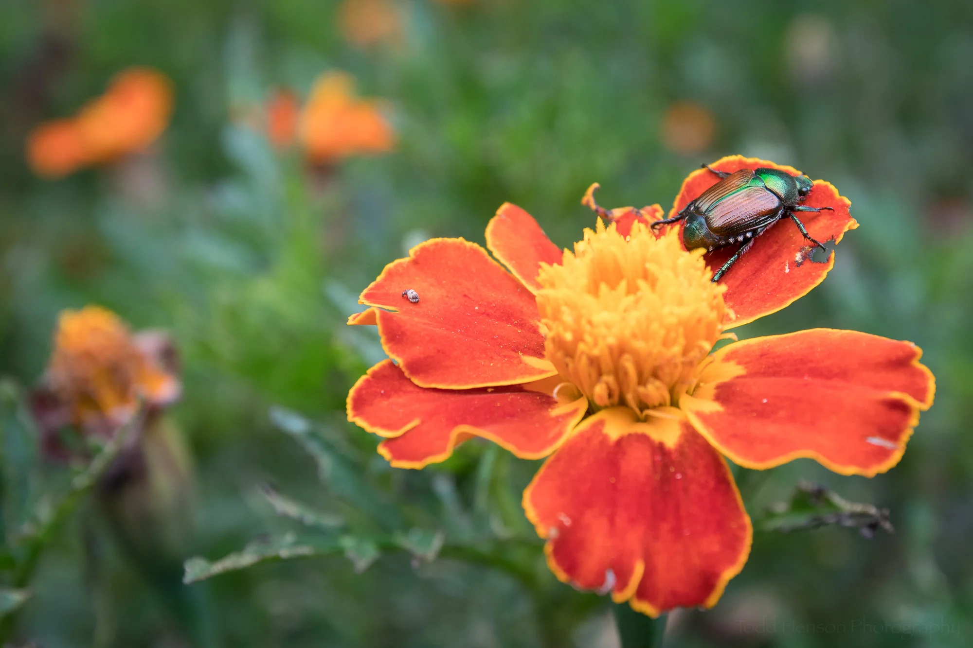 A Japanese Beetle perched on a flower.