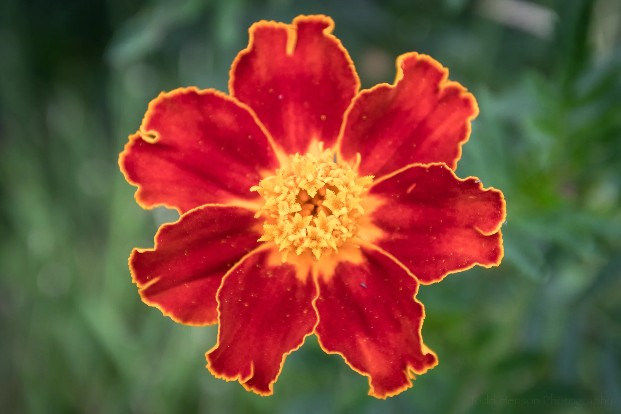 A flower in the gardens beside of The Quarters
